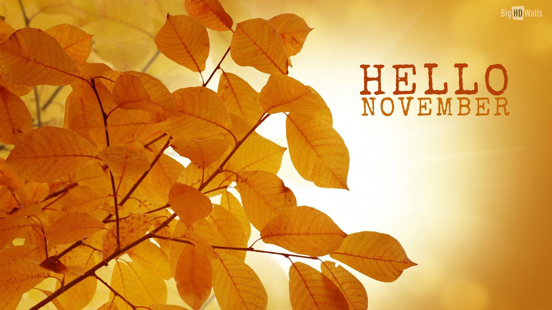 金色的秋葉與「Hello November」文字在明亮的陽光背景下。