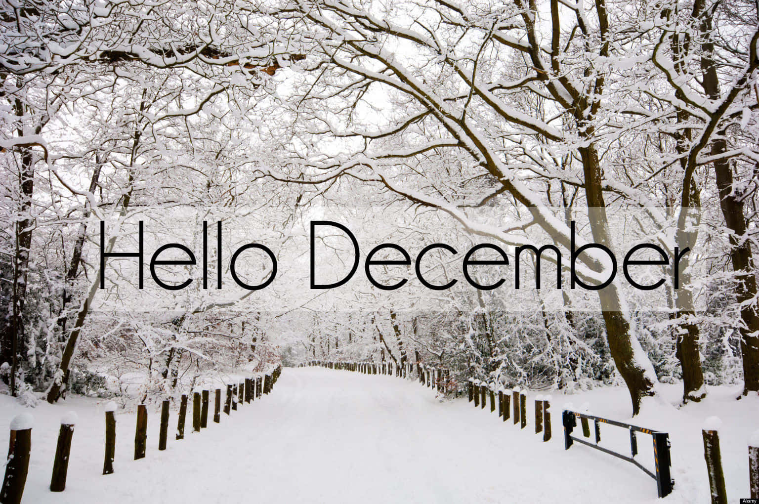 白雪覆蓋的森林小徑，光禿禿的樹木，文字 Hello December