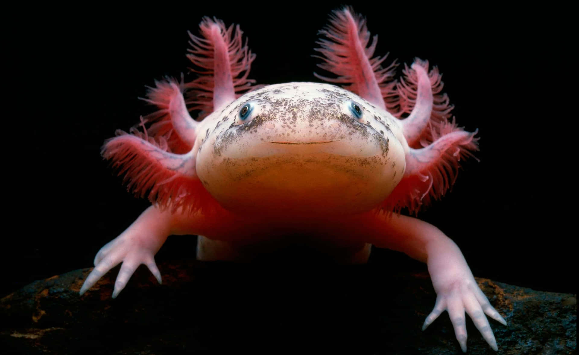歡迎進入 axolotl 的世界！ 壁紙