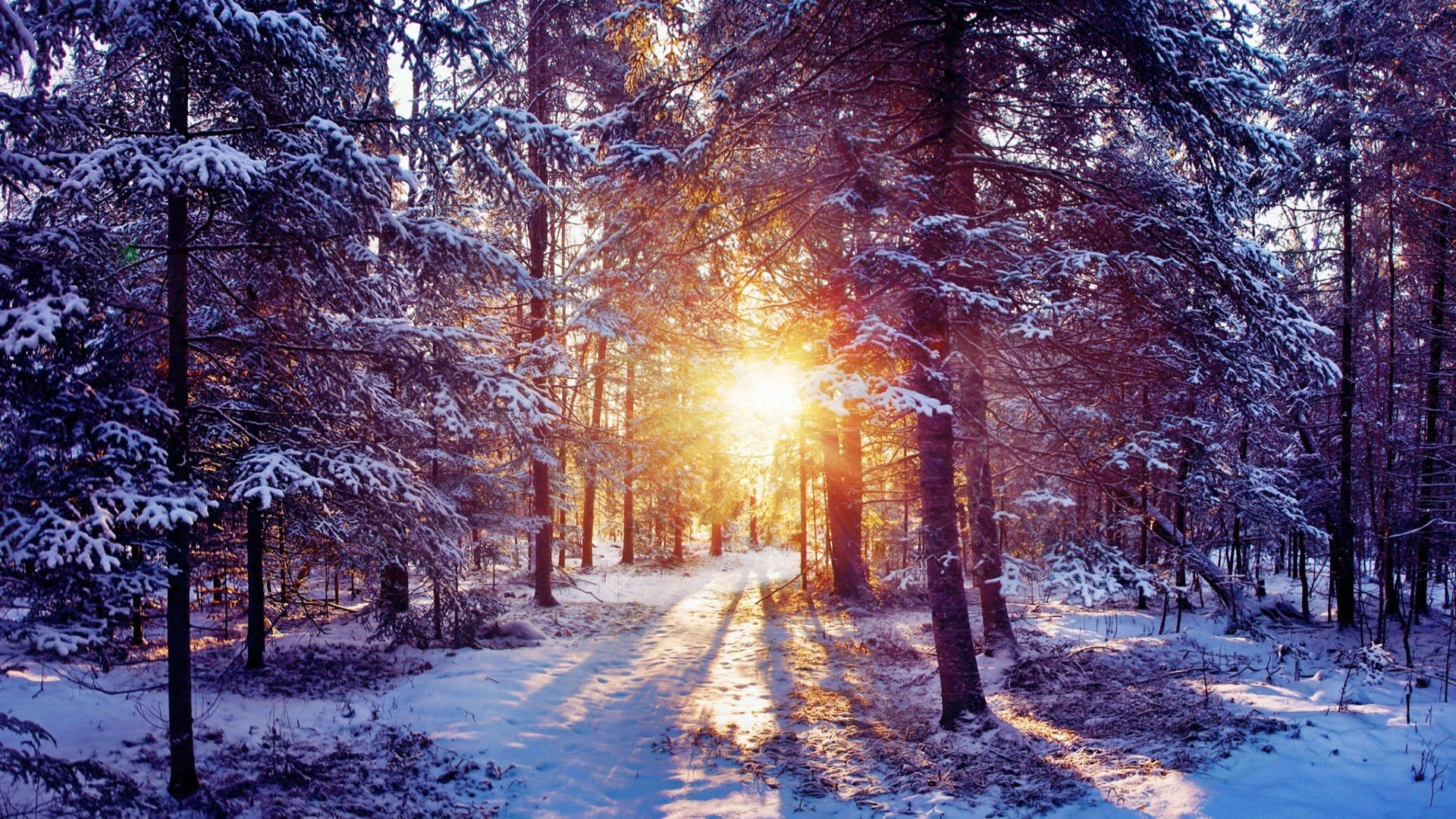 陽光穿過積雪的松樹，照亮了一條寧靜的冬季森林小徑。