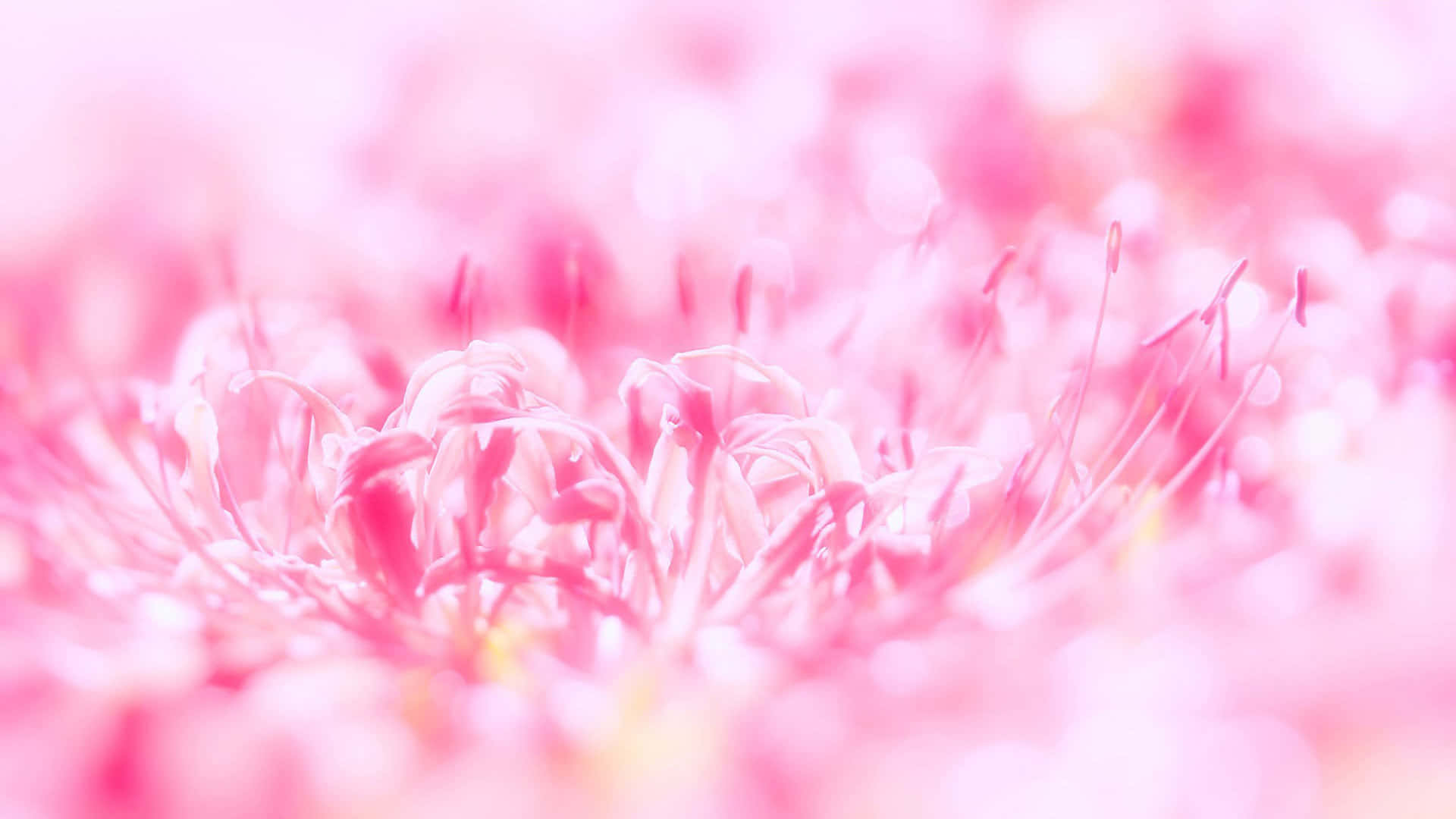 粉紅色蜘蛛百合雄蕊特寫，背景模糊。