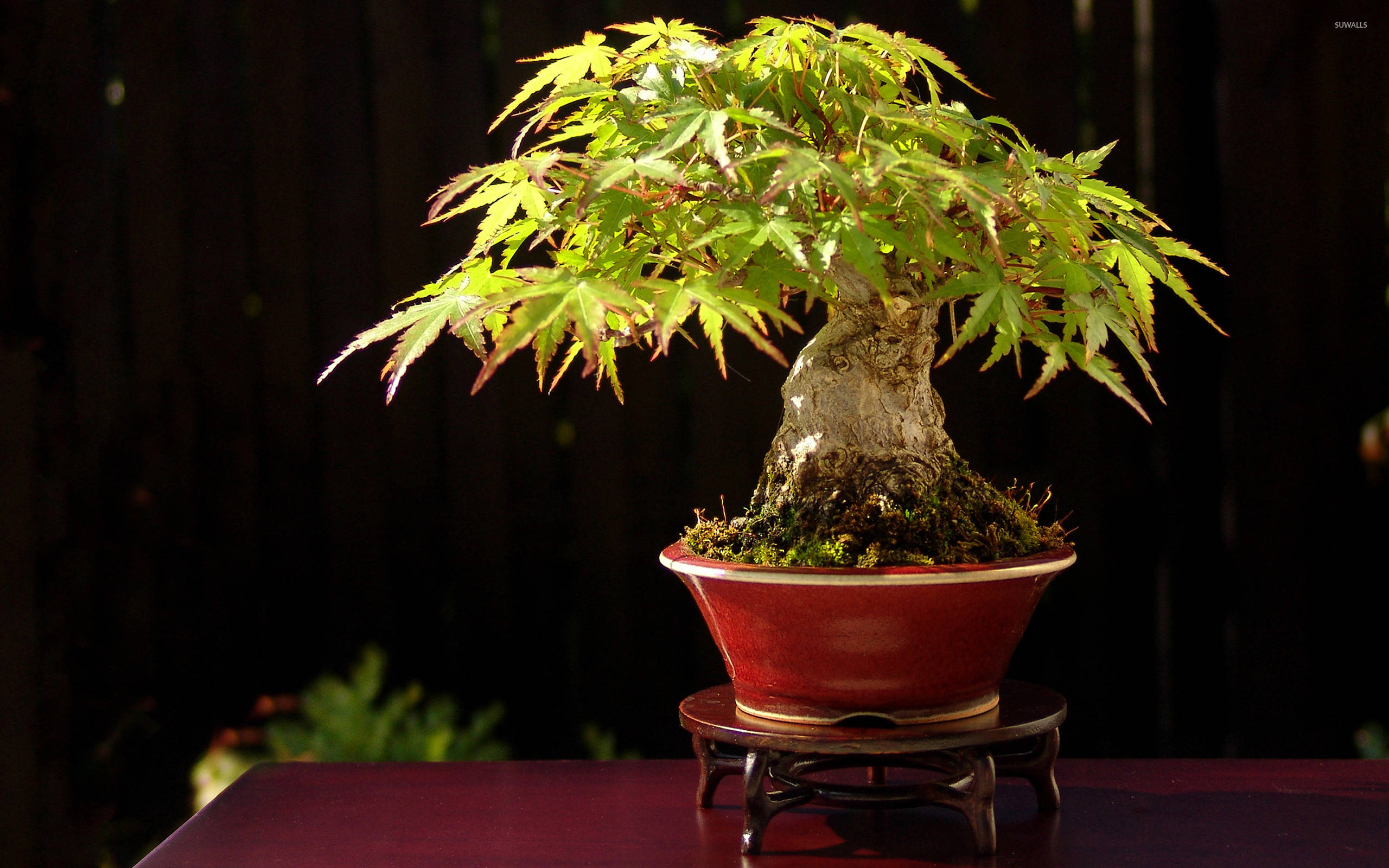 正式直立式盆景樹植物攝影 壁紙 — 一棵充滿活力的綠色楓樹盆栽種在紅色陶瓷盆中，放在木架上，背景為深色。