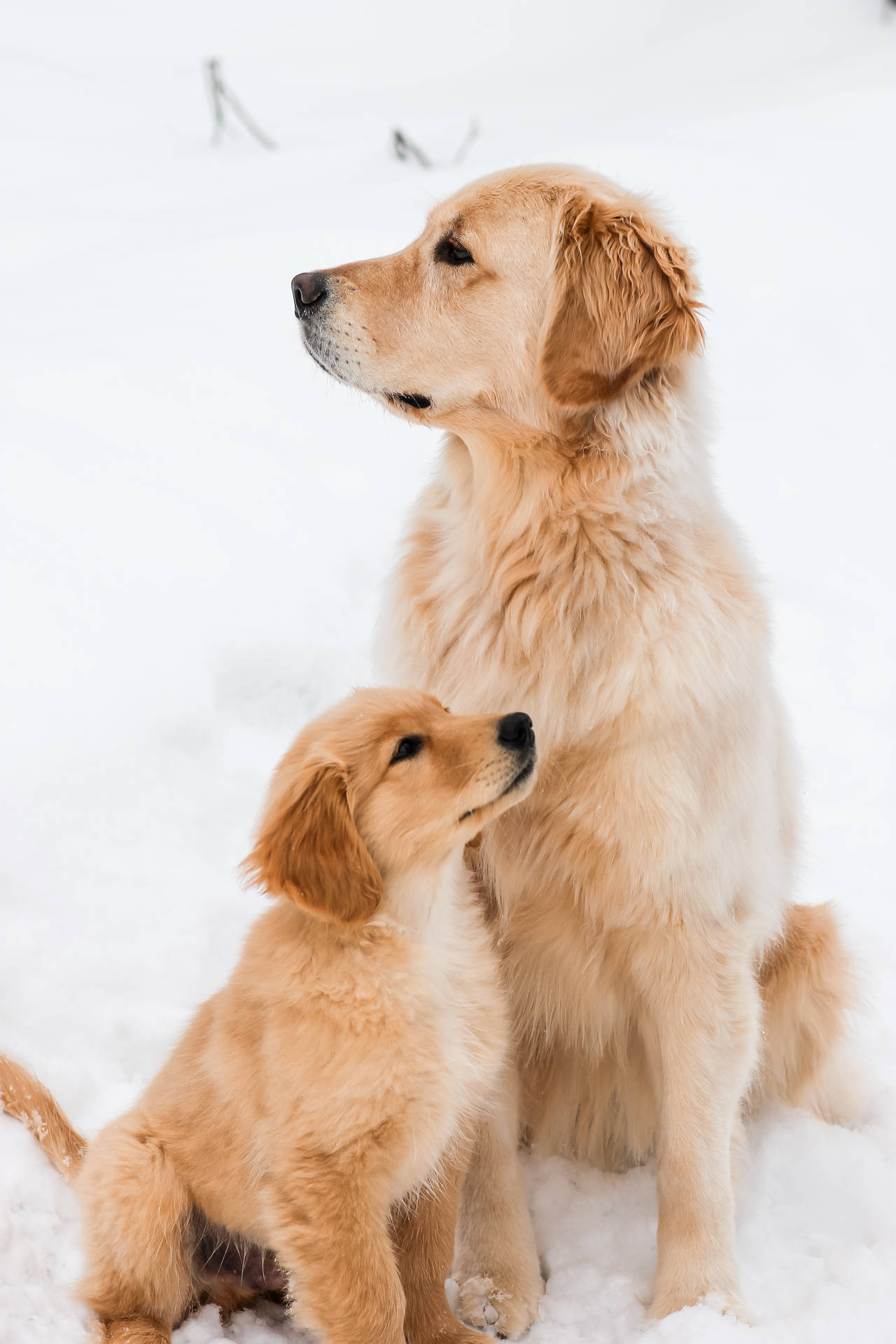 金毛尋回犬和小狗坐在雪中一起向上看