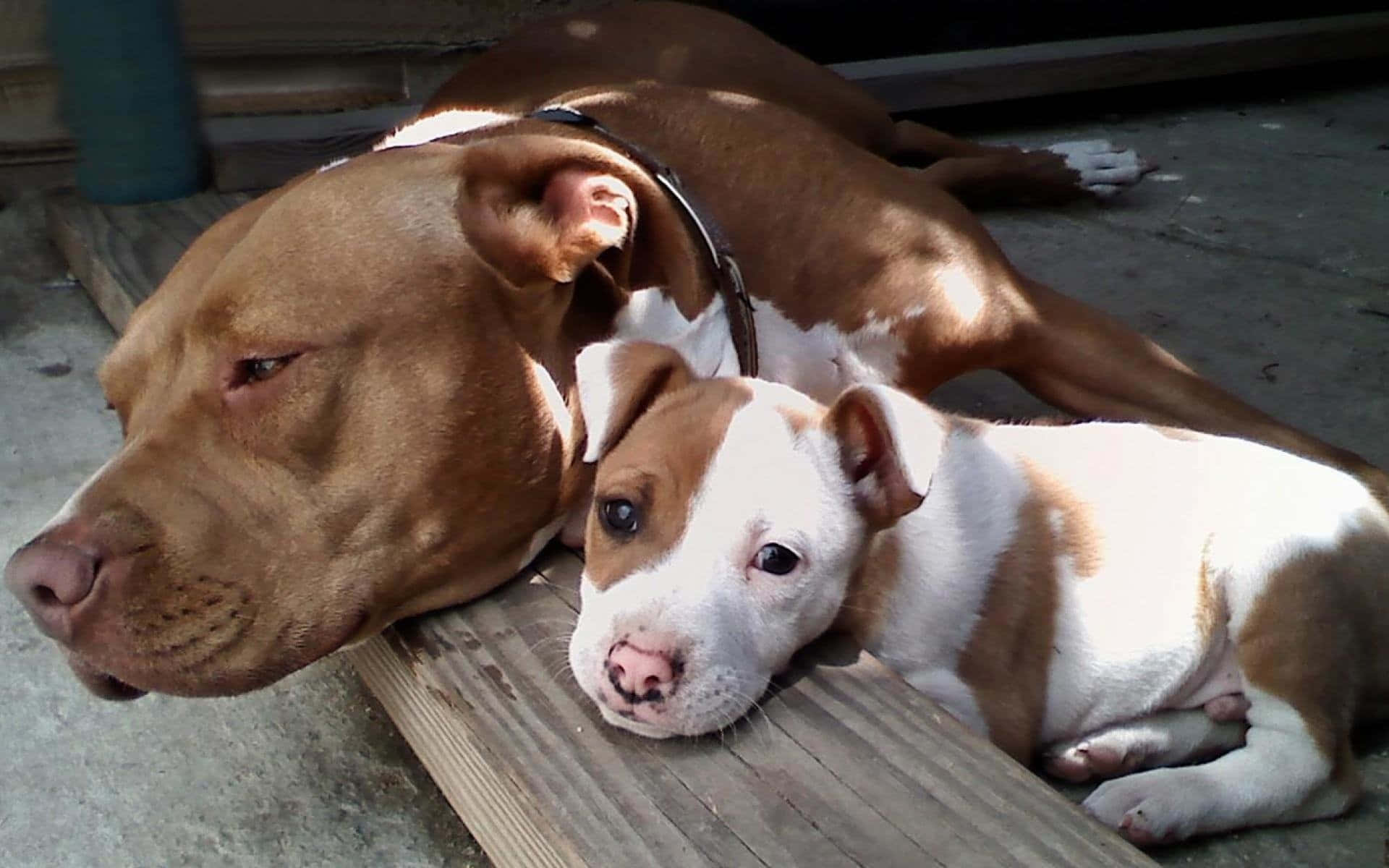 母犬與幼犬鬥牛犬圖片 壁紙 — 一隻啡白色嘅比特犬媽媽同佢嘅幼犬喺柔軟自然光下，一齊喺風化嘅木板上休息。
