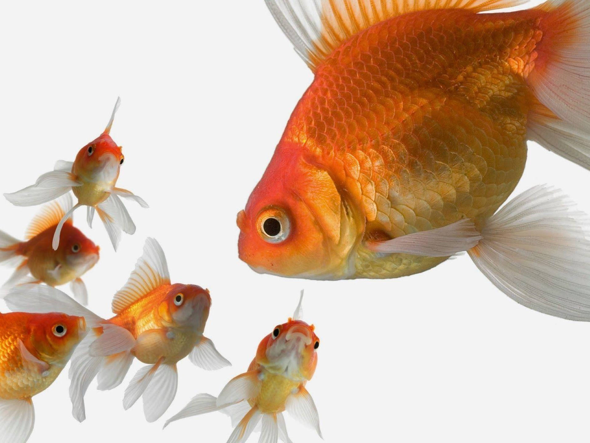 母金魚與幼崽 壁紙 — 一條有白色魚鰭嘅大橙色金魚游向較細嘅金魚，背景係純白色。