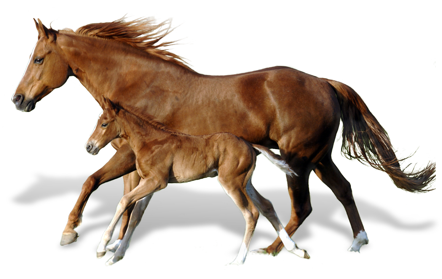 母馬與小馬親密相伴 壁紙 — 一匹強壯的栗色母馬和她的馬駒在純黑色背景上並肩奔馳，鬃毛和尾巴飄逸。