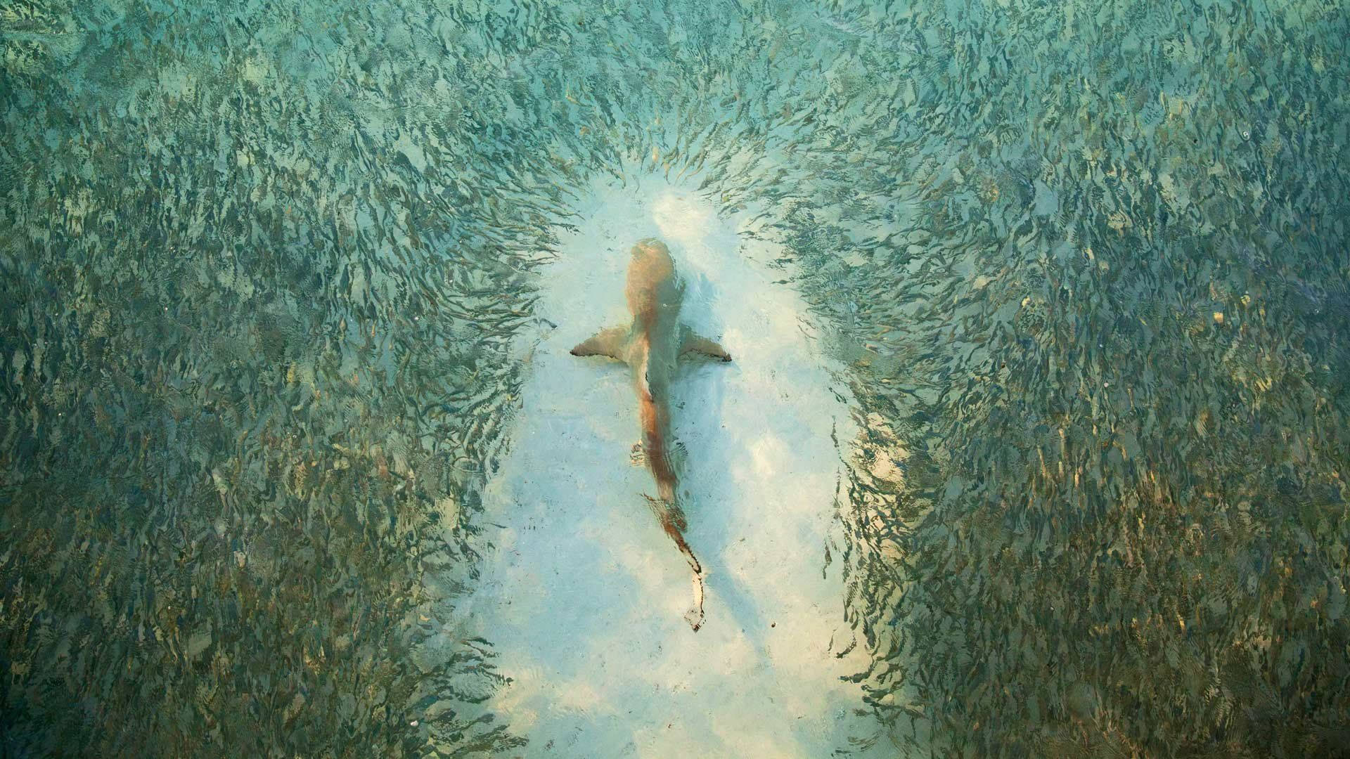 鯊魚在密集的魚群中游過清澈的海水。