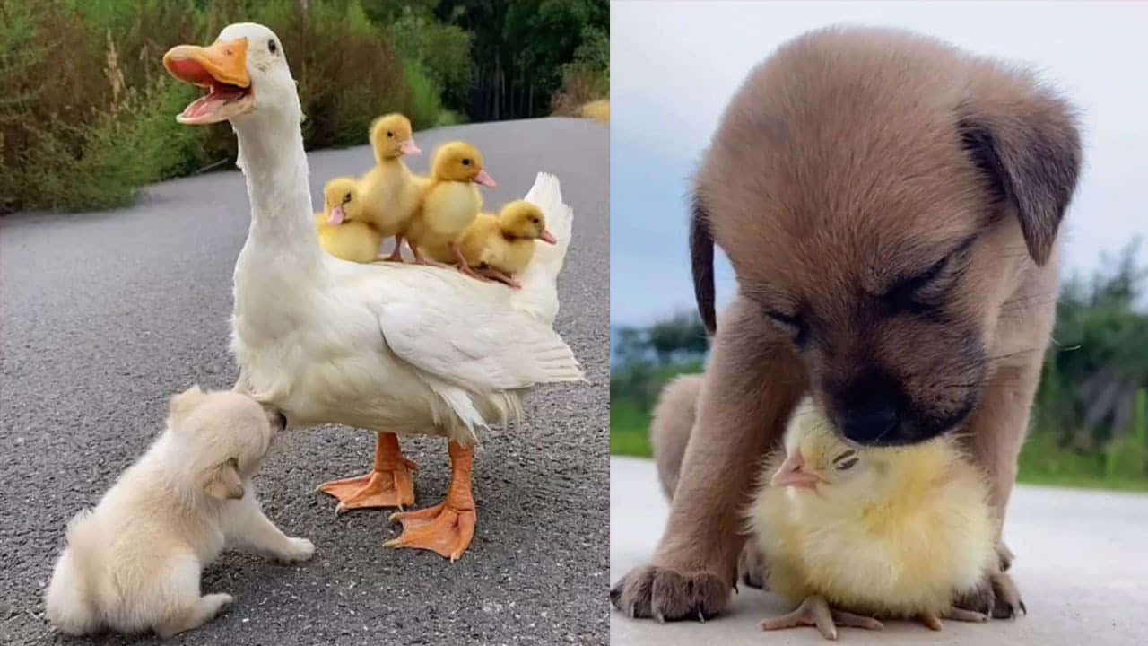 一隻鴨子帶著小鴨和一隻小狗帶著小雞在路上