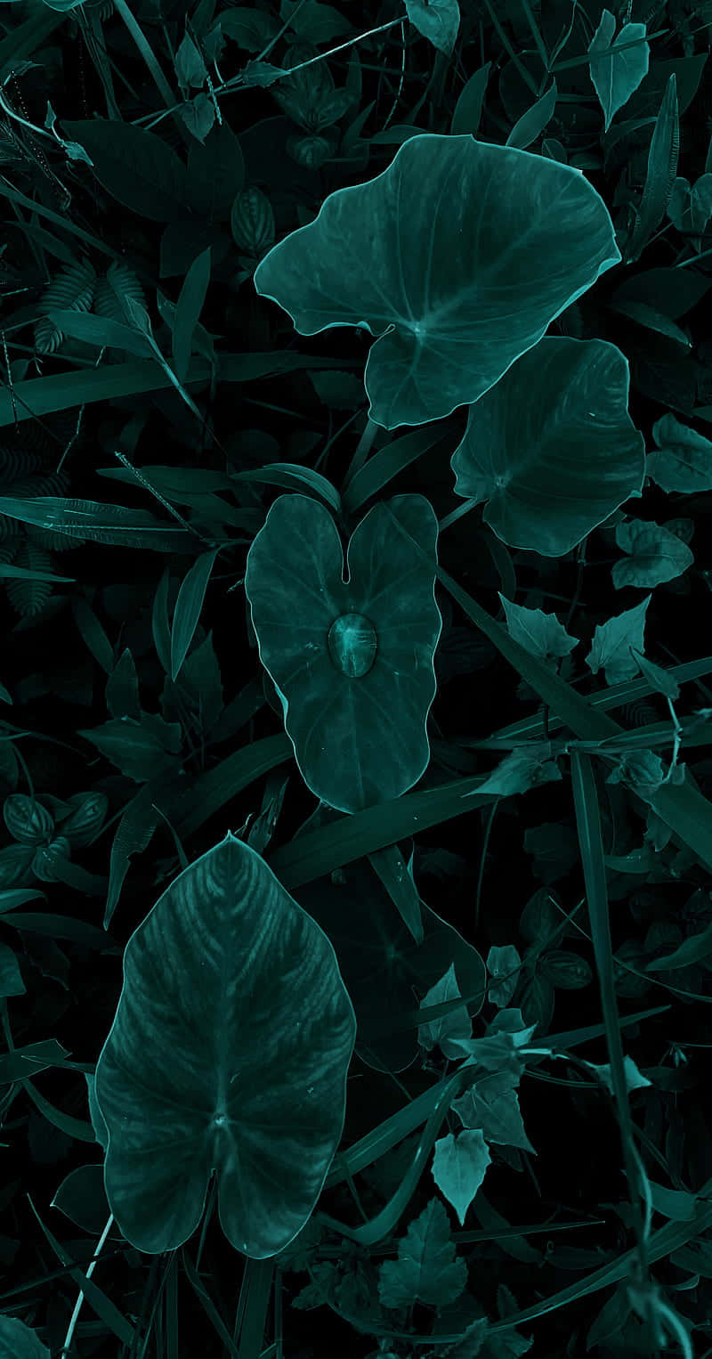 每一片花瓣都蘊藏著深邃之美 壁紙 — 特寫鏡頭：深藍綠色森林地面上，一片大型光澤綠葉上有一滴露珠。