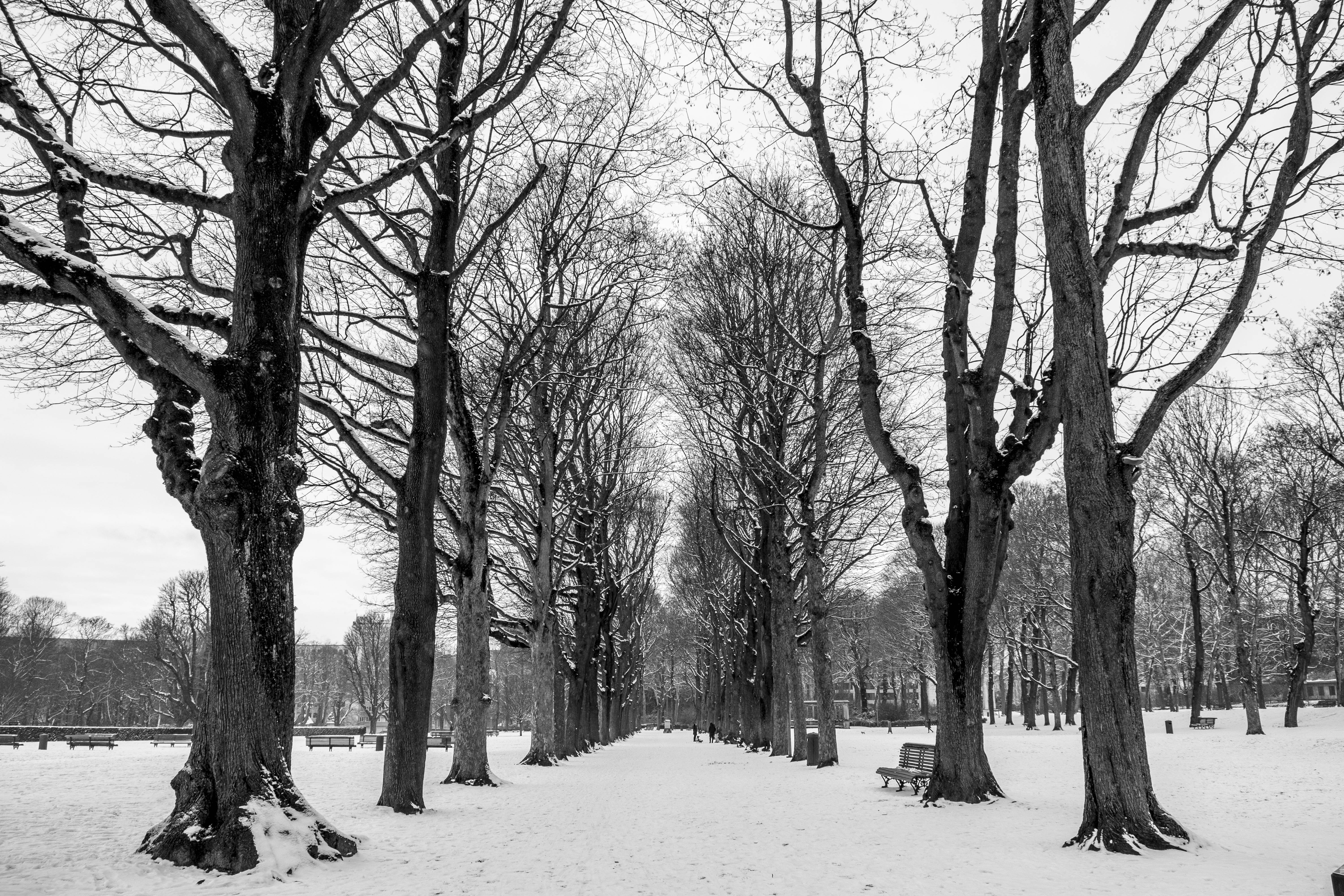 比利時冬季樹木 壁紙 — 陰天下一條寧靜的冬季公園小徑，兩旁是灑滿雪花的禿樹。
