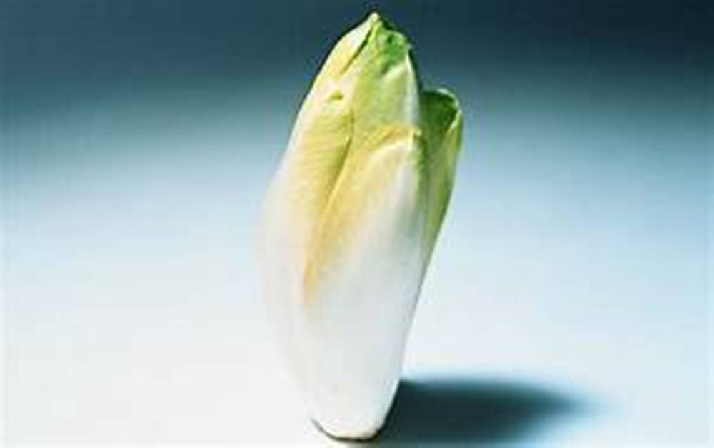 一個新鮮的菊苣蔬菜直立於淺藍色漸變表面上。