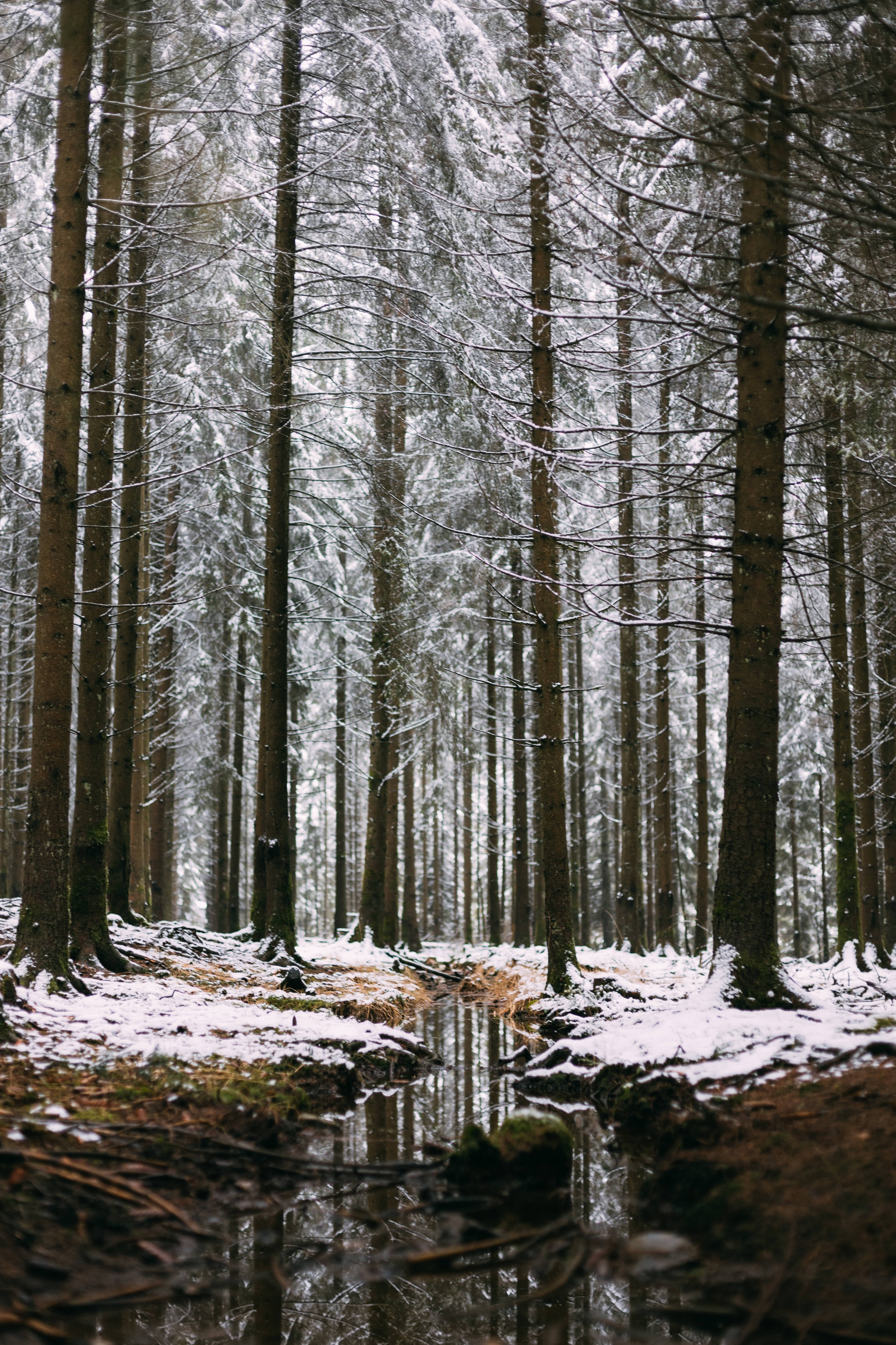 比利時雪中溪流 壁紙 — 高大的松樹上覆蓋著白雪，勾勒出一條寧靜的森林小徑，一條反射著光影的小溪蜿蜒穿過冬日的樹林。