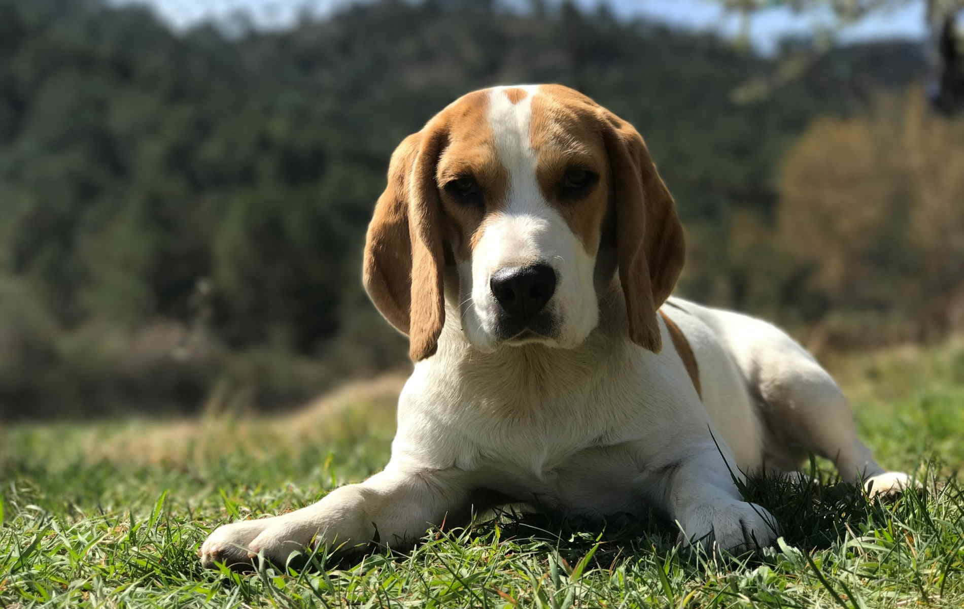 比格犬——愛的犬類小包 壁紙 — 一隻毛色棕白相間的比格犬平靜地躺在陽光照耀的綠色草地上，用柔和的眼神向前凝視，背景是模糊的森林。