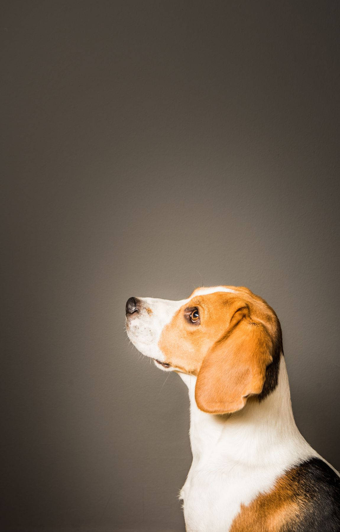 比格犬在灰色背景下帶著專注的表情向上看。