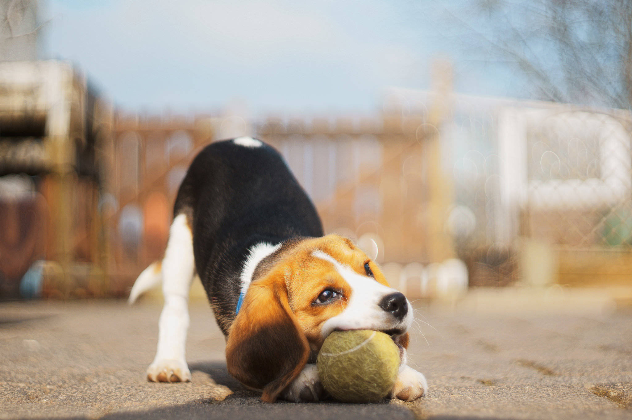 比格犬咬著網球 壁紙 — 一隻垂耳比格犬幼犬在陽光明媚的戶外嘴裡叼著一個磨損的網球。