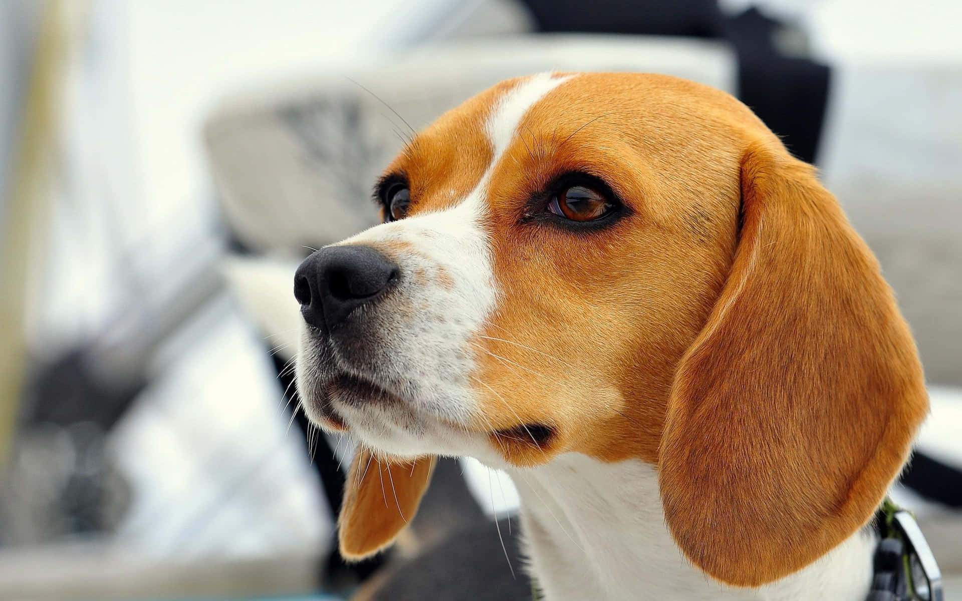 一隻比高犬，毛色棕白相間，警覺咁望住側邊。