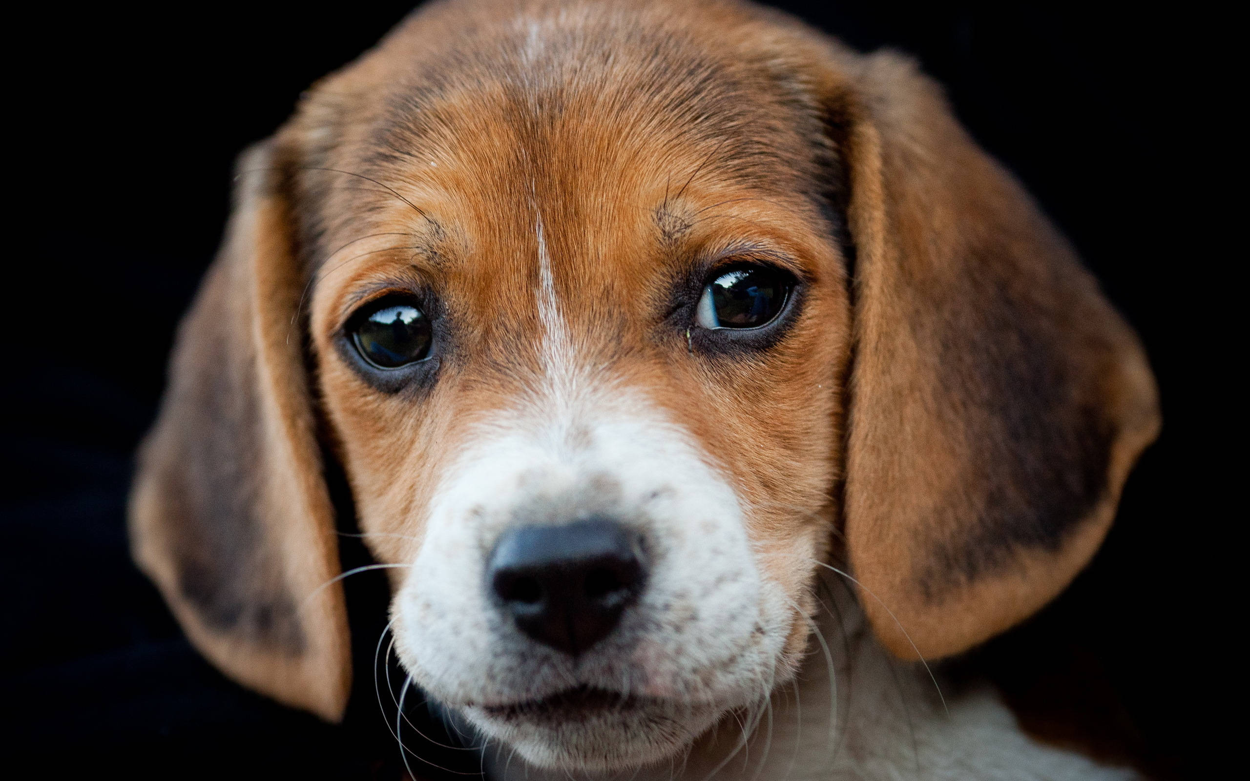 比格犬幼犬可愛臉龐 壁紙 — 一隻比高犬幼犬嘅特寫，佢有對大而充滿靈魂嘅眼睛同垂耳，背景係黑色。