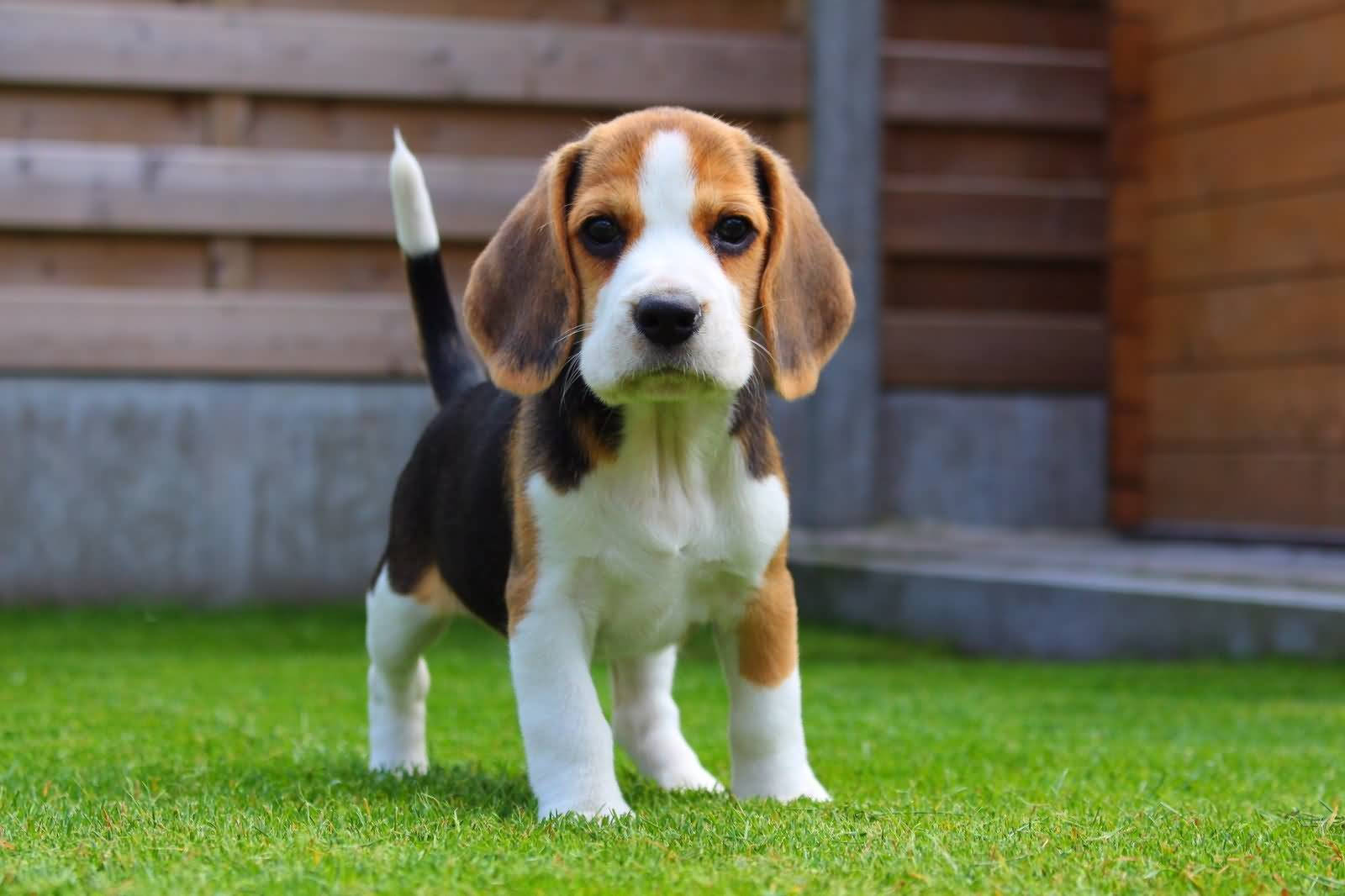 一隻比格犬幼犬站在木柵欄附近的綠色草地上。
