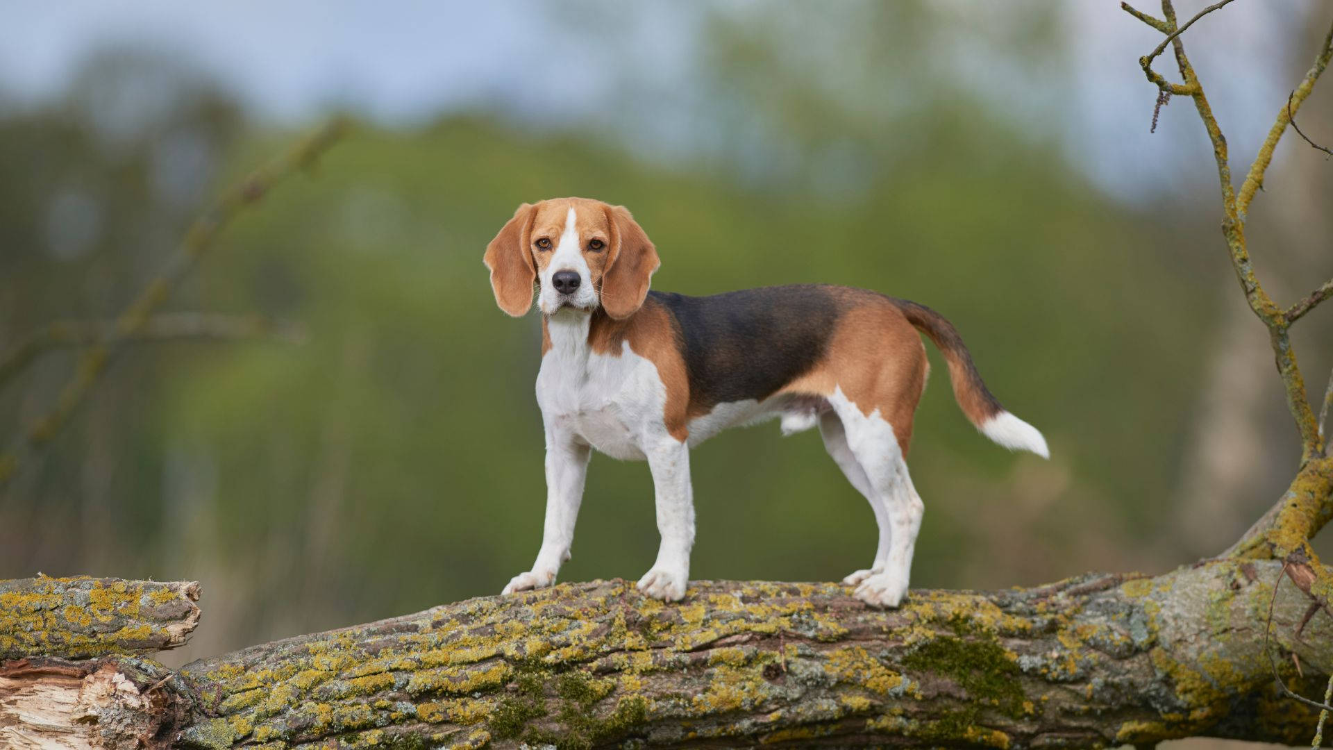 比高獵犬站在森林中長滿苔蘚的倒下的樹枝上。