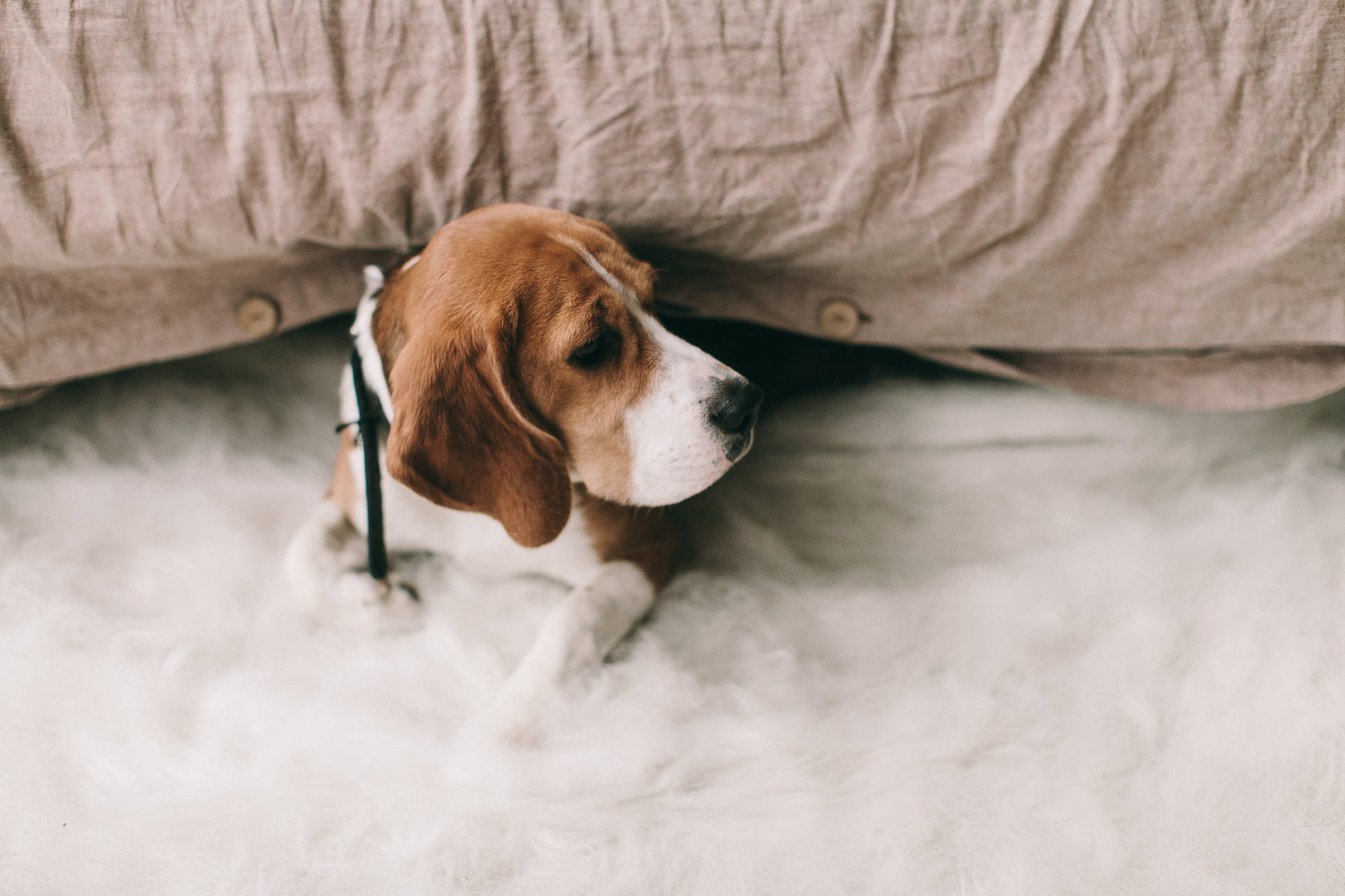 一隻比格犬幼犬在毛茸茸的白色地毯上的床底下休息。