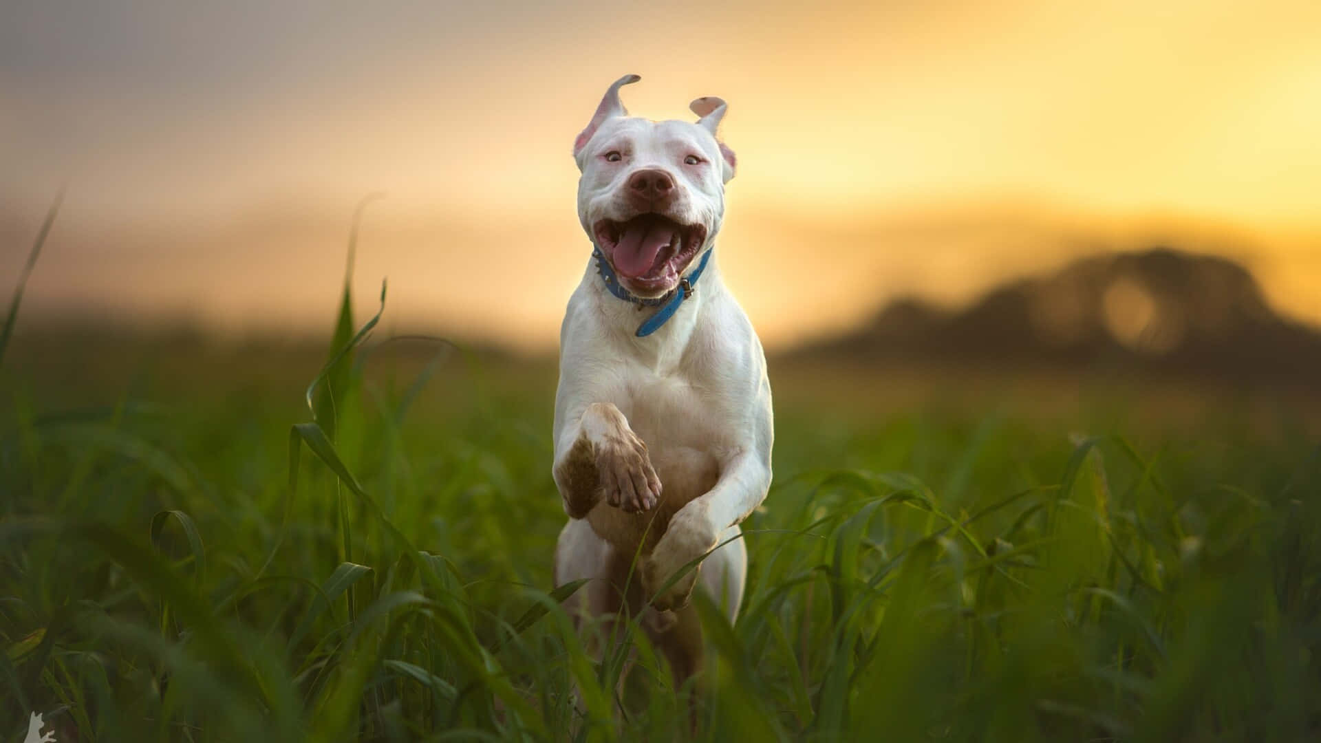 比特犬犬種圖片 壁紙 — 一隻快樂的白狗在金色日落時分，伸出舌頭、豎起耳朵，跳過高高的綠草。