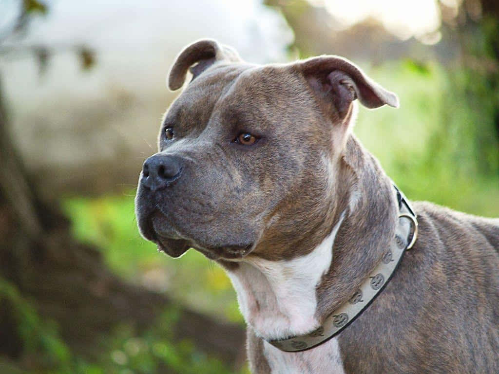 比特犬種 壁紙 — 一隻虎斑鬥牛犬，白色胸口，戴著皮項圈，在陽光普照的戶外環境中若有所思地凝視的特寫。