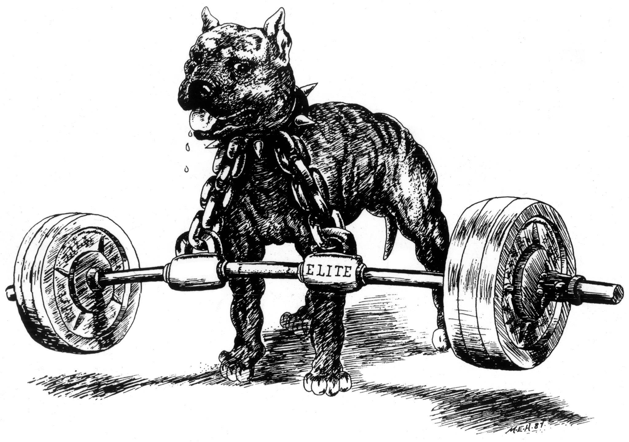 比特犬被啞鈴鎖住的藝術圖 壁紙 — 一隻肌肉發達的比特犬在標有精英字樣的沉重槓鈴下用力，汗水滴落，呈現清晰的黑白插圖。