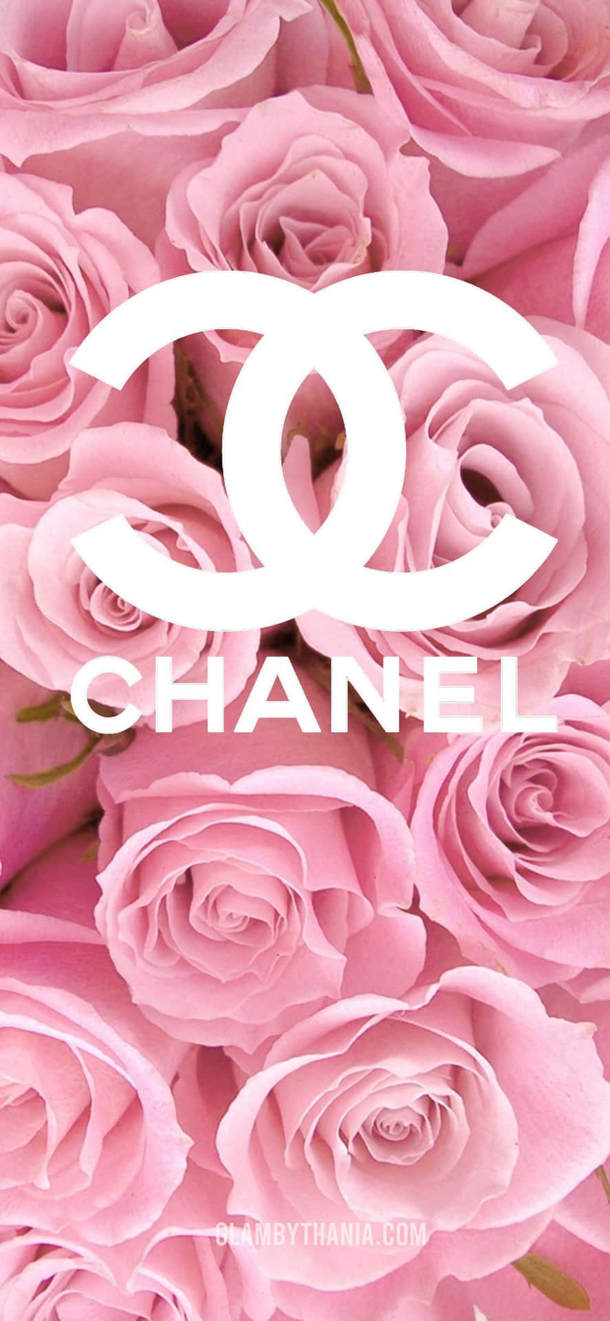 粉紅玫瑰配白色 Chanel 標誌和文字。