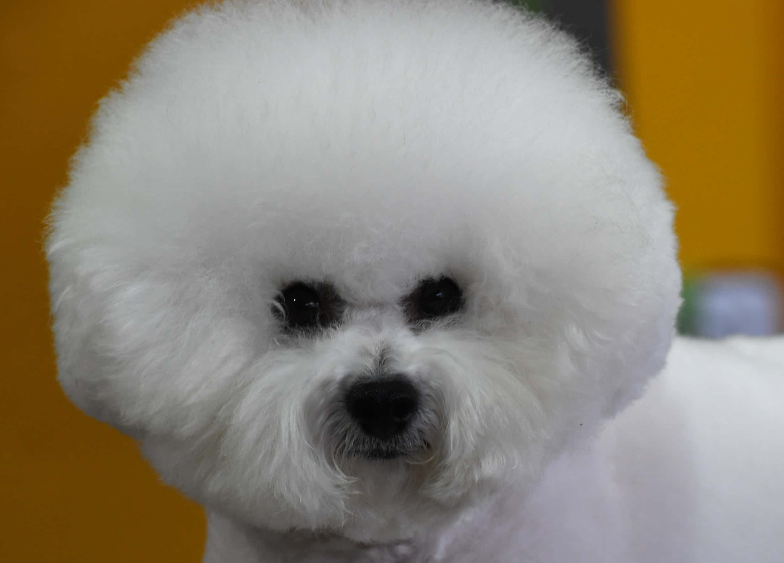 比雄弗裏澤犬種圖片 壁紙 — 溫暖黃色背景上，一隻毛茸茸的白色比熊犬，擁有完美圓形剪髮和深色眼睛的特寫。