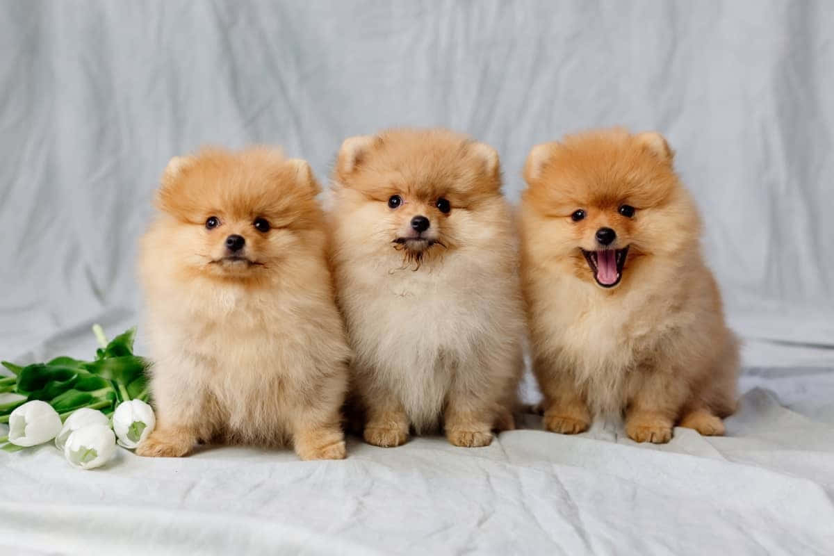 三隻毛茸茸的橙色博美犬幼崽與白色鬱金香一起坐在白色布料上。