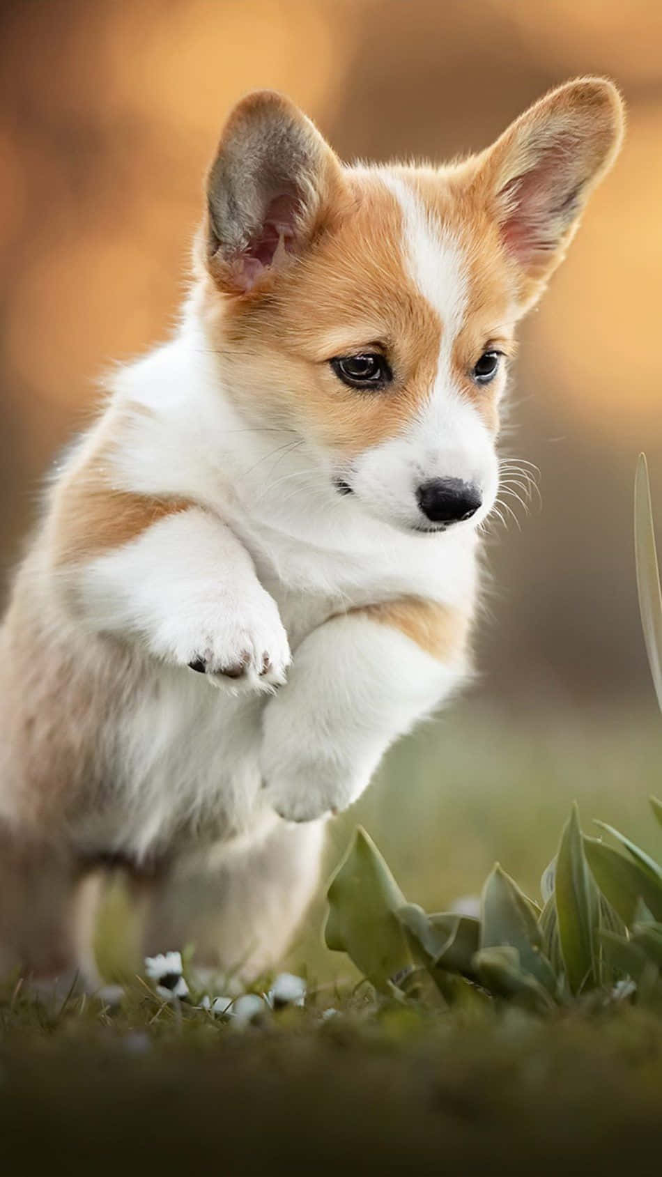 一隻頑皮的哥基幼犬在草地上跳躍