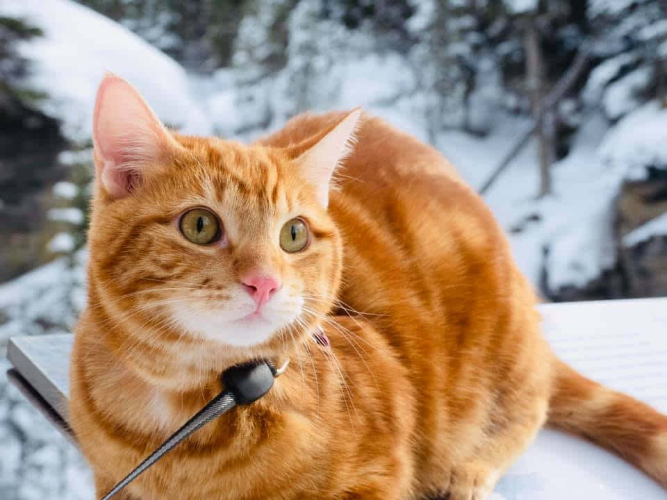雪地冬季森林中坐著的綠色眼睛薑黃色貓咪