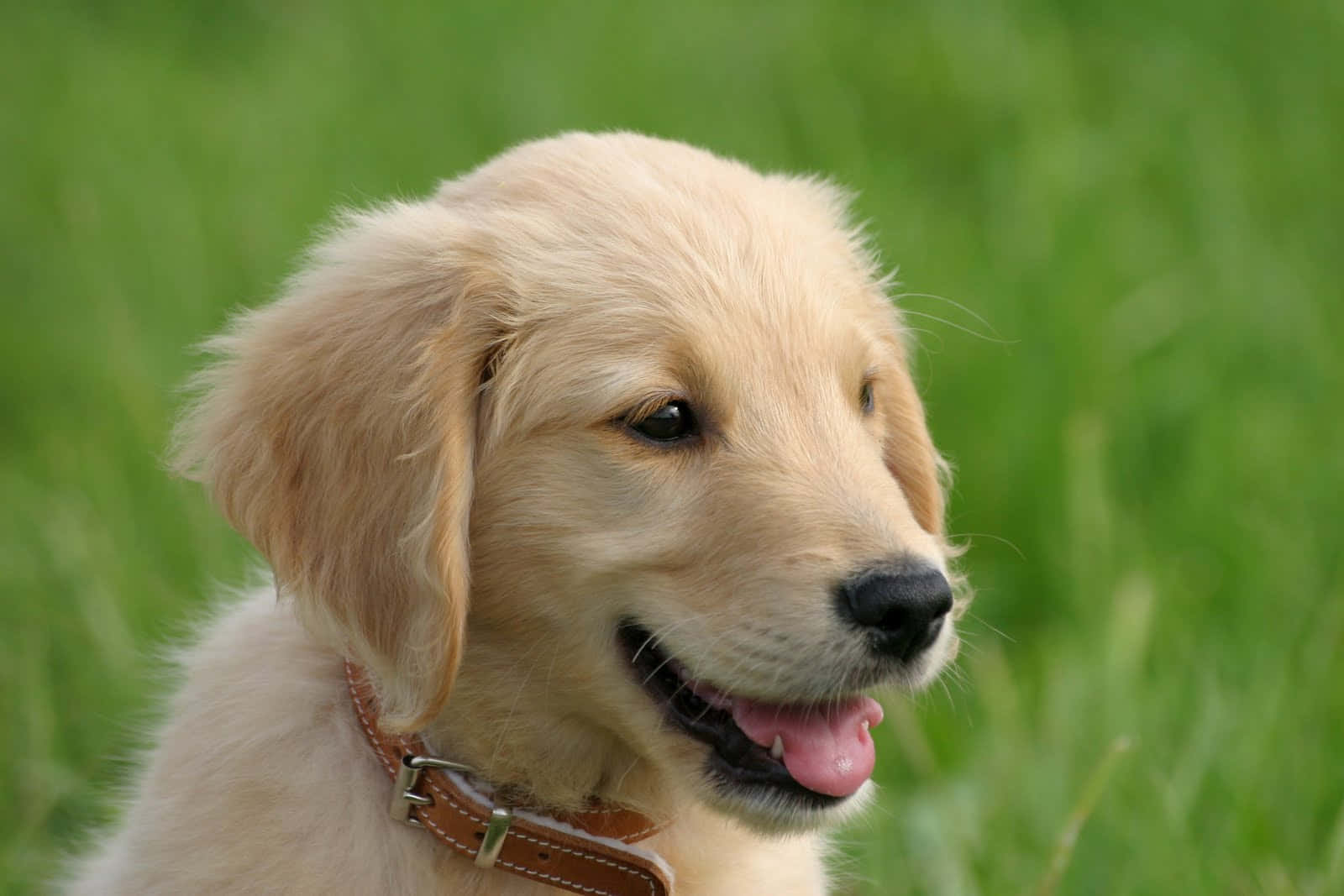 一隻金毛尋回犬幼犬在草地上伸出舌頭微笑。