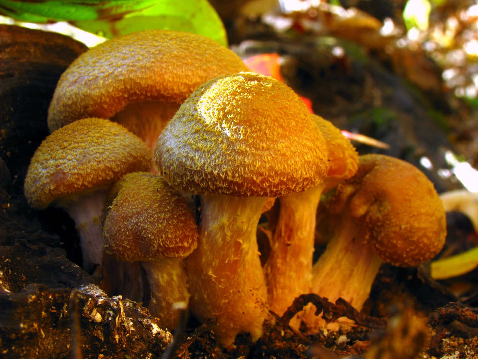 在森林土壤中生長的金色紋理蘑菇叢。