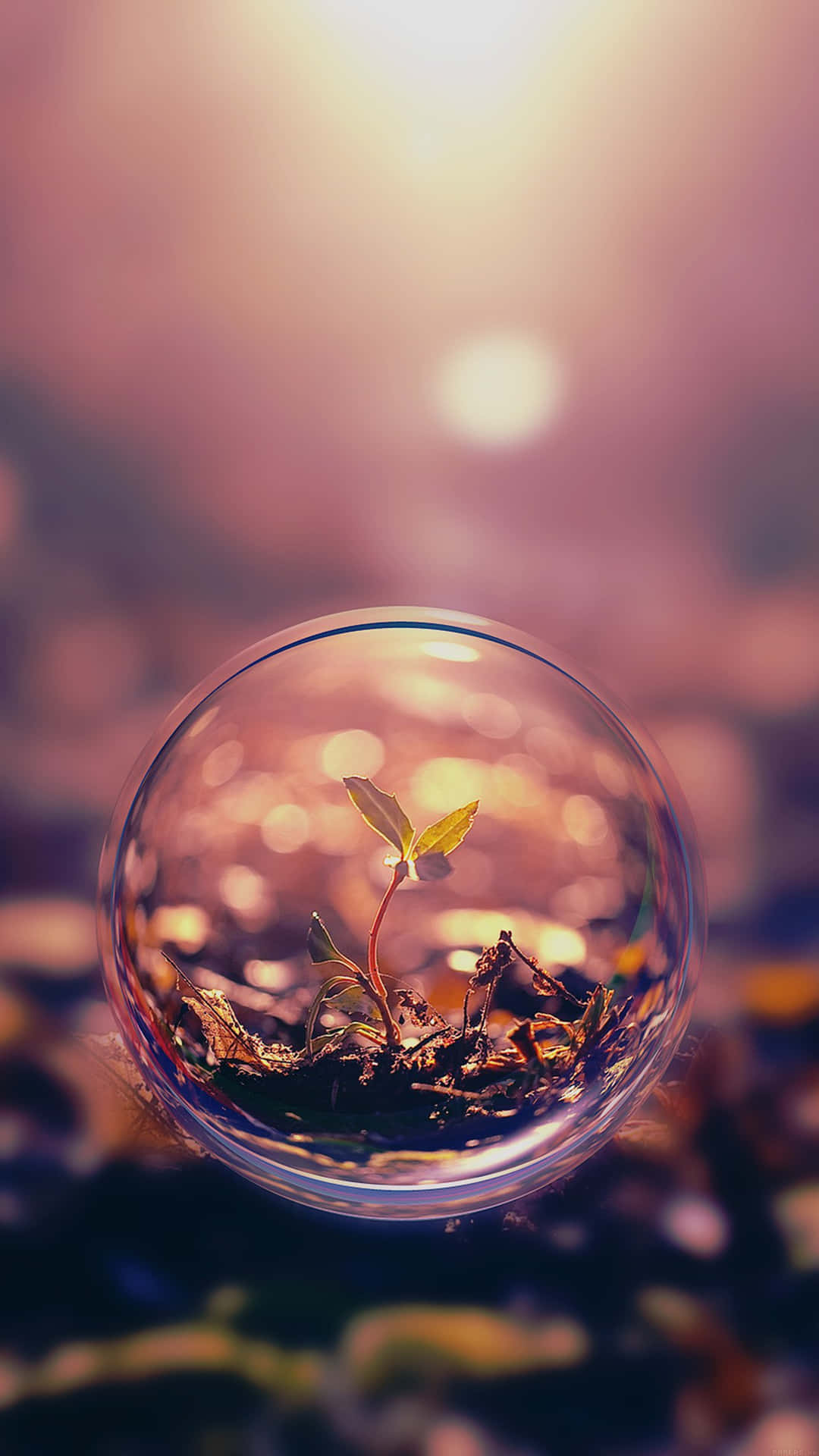 在玻璃穹頂中發芽的小植物，背景柔和發光。