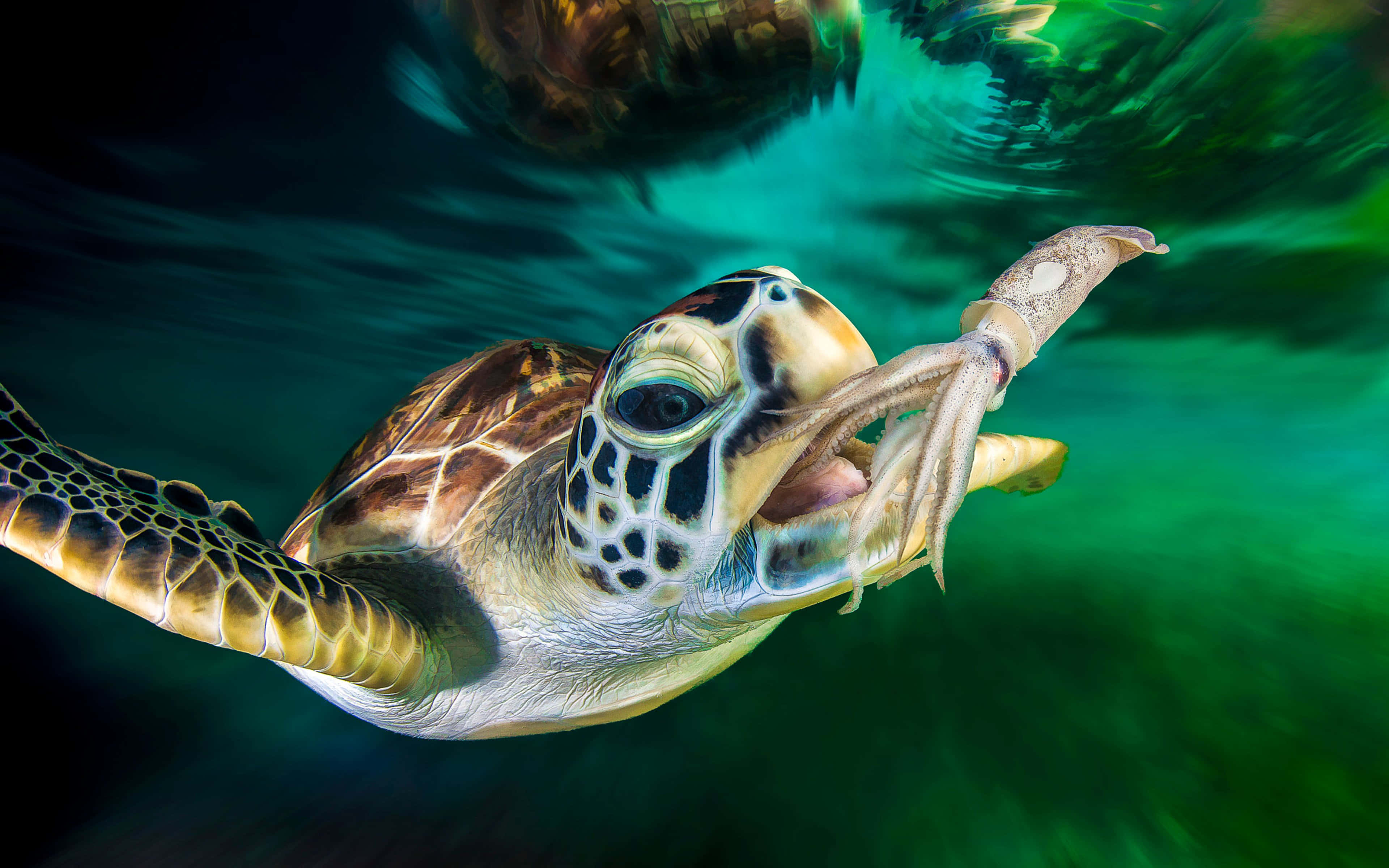 水下海洋的獨特視角，展現其鮮豔色彩與精緻海洋生物 壁紙 — 一隻海龜在鮮綠色海洋背景下，嘴裡叼著魷魚優雅地在水下游泳。