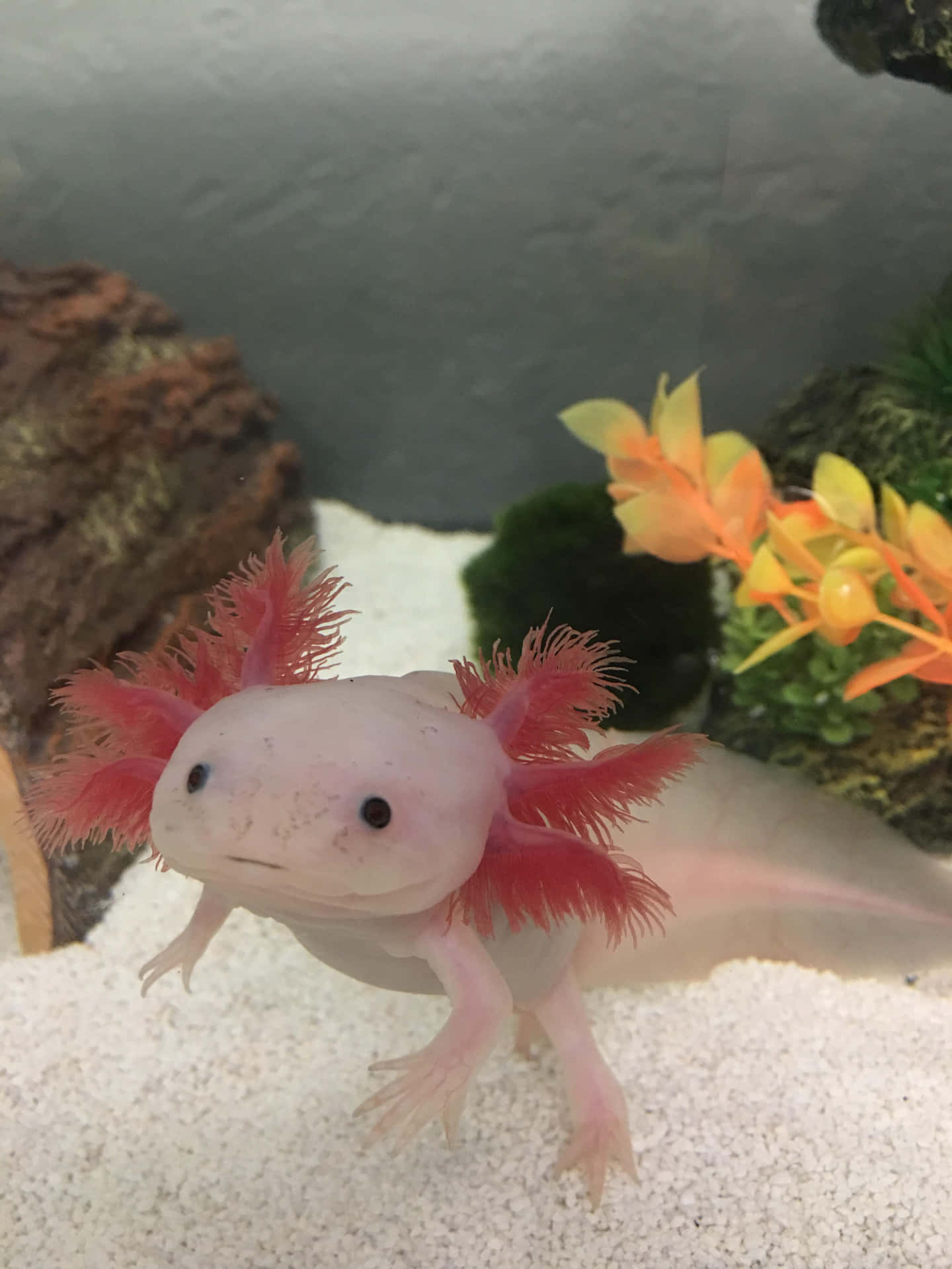 帶有紅色鰓的粉紅色墨西哥蠑螈，水族箱中有橙色植物和礫石