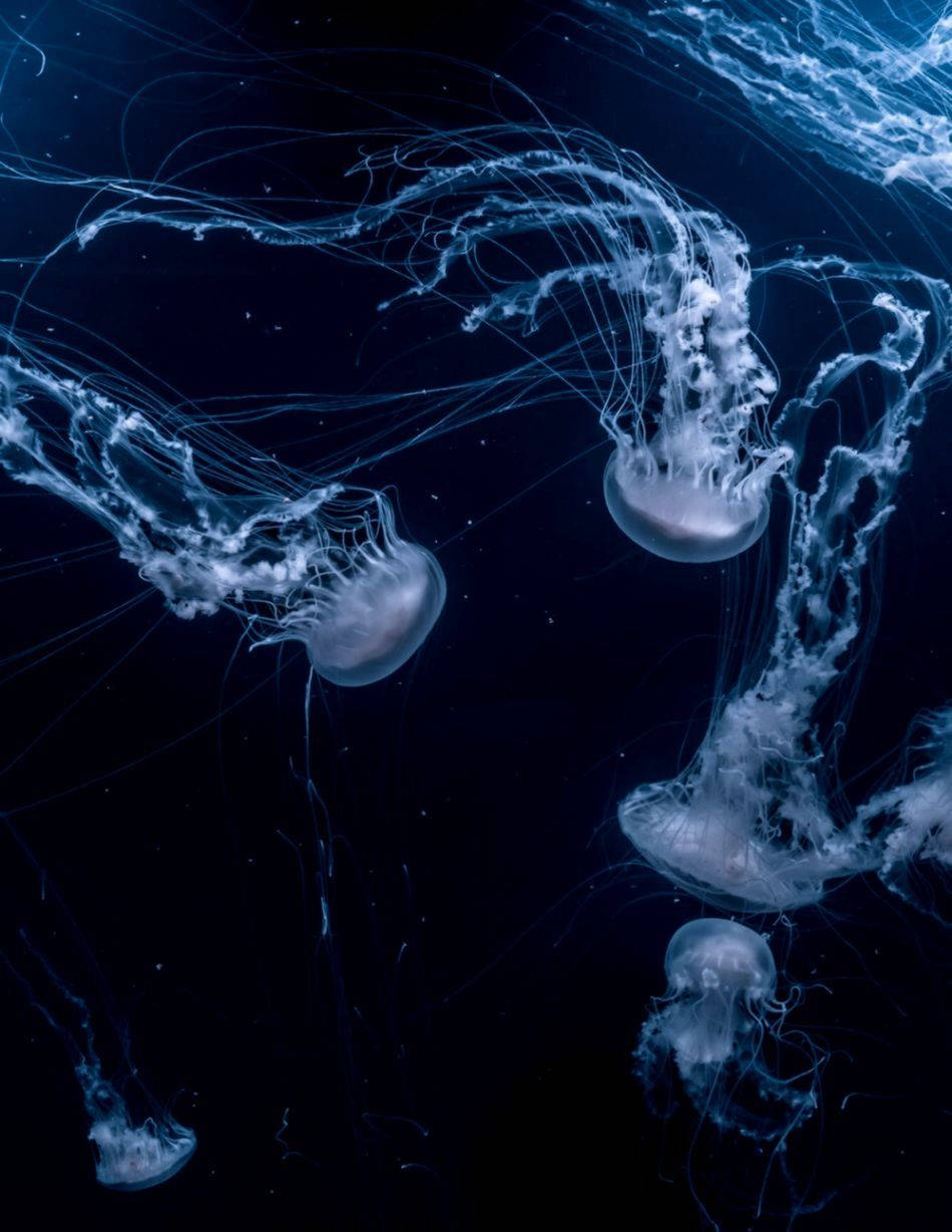 水母在黑暗的海水中漂浮，帶有發光的觸手