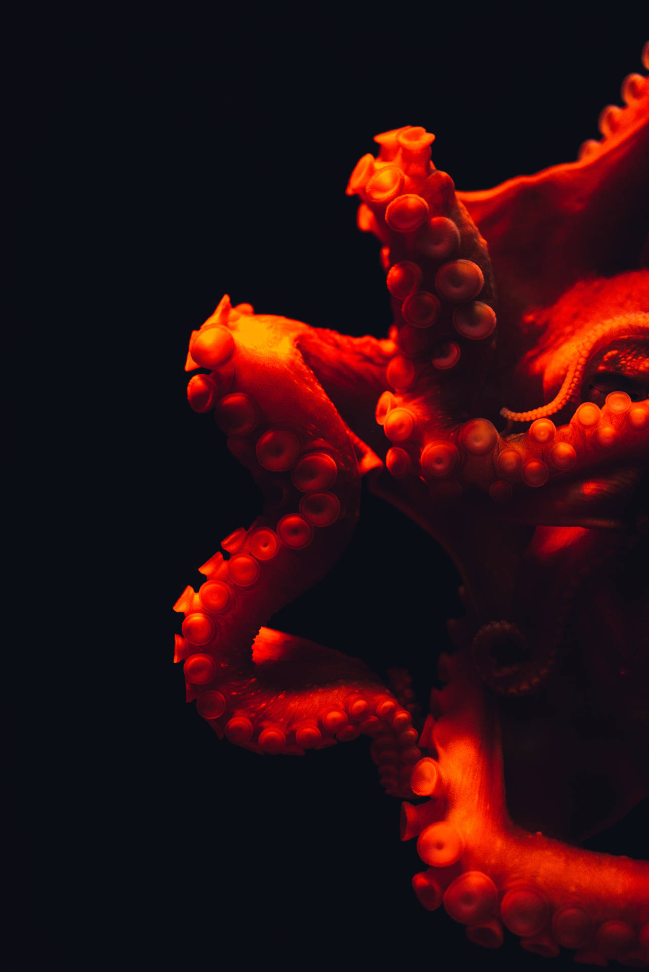 發光紅色八爪魚觸手，帶有吸盤，在暗水中。