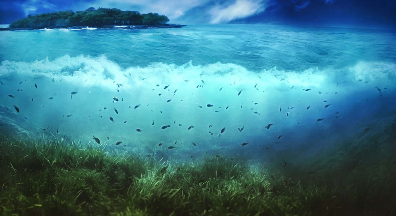 Aquatic 桌布 壁紙 — 水下視角，觀看綠松石色的波浪拍打綠色海草，魚群在遠處樹木繁茂的島嶼附近游動。