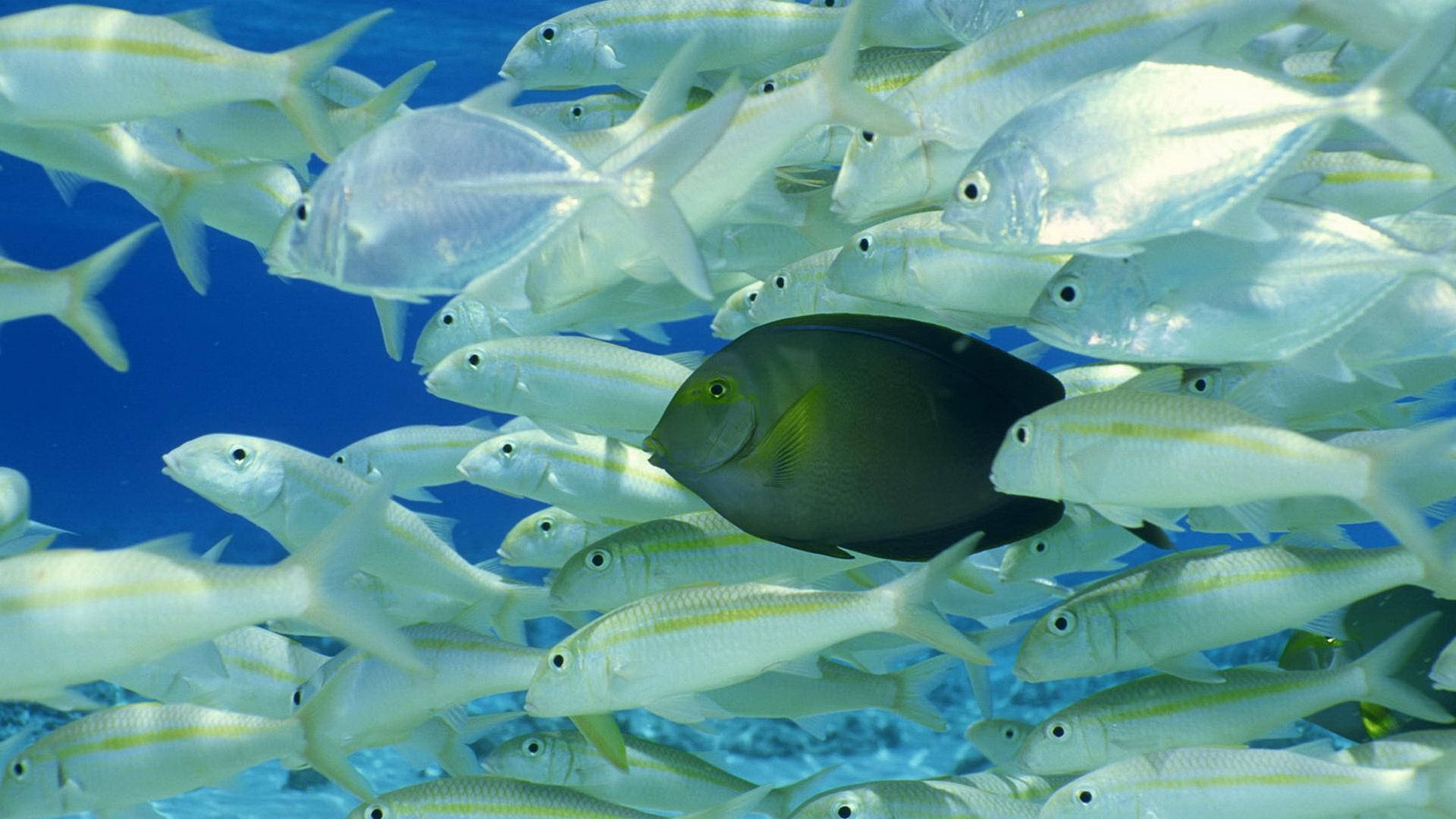 一條深色刺尾魚在清澈的藍色海水中穿梭於銀色梅鯛魚群之間。