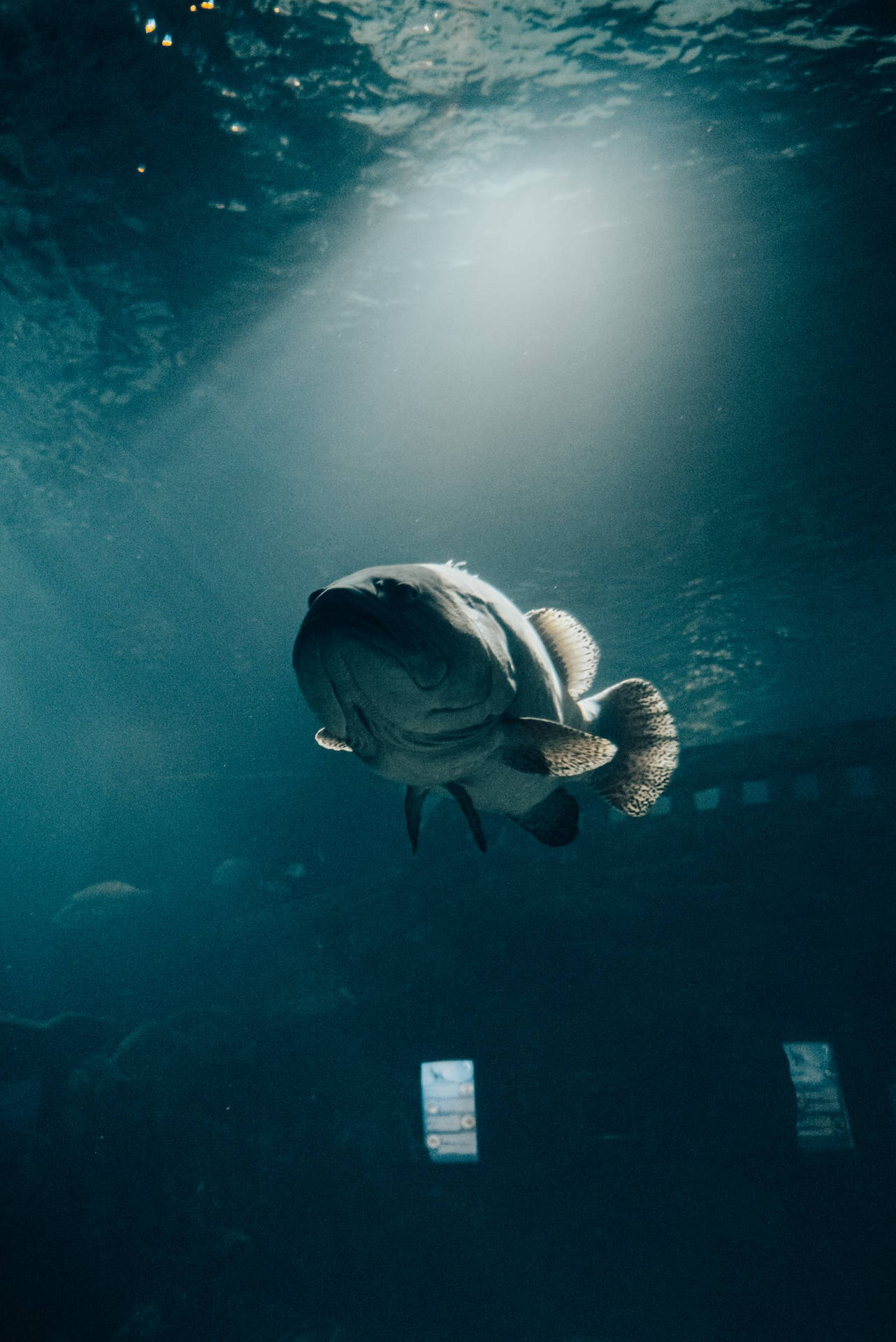 一條大魚在水族箱中陽光照射的深藍色水中滑行。