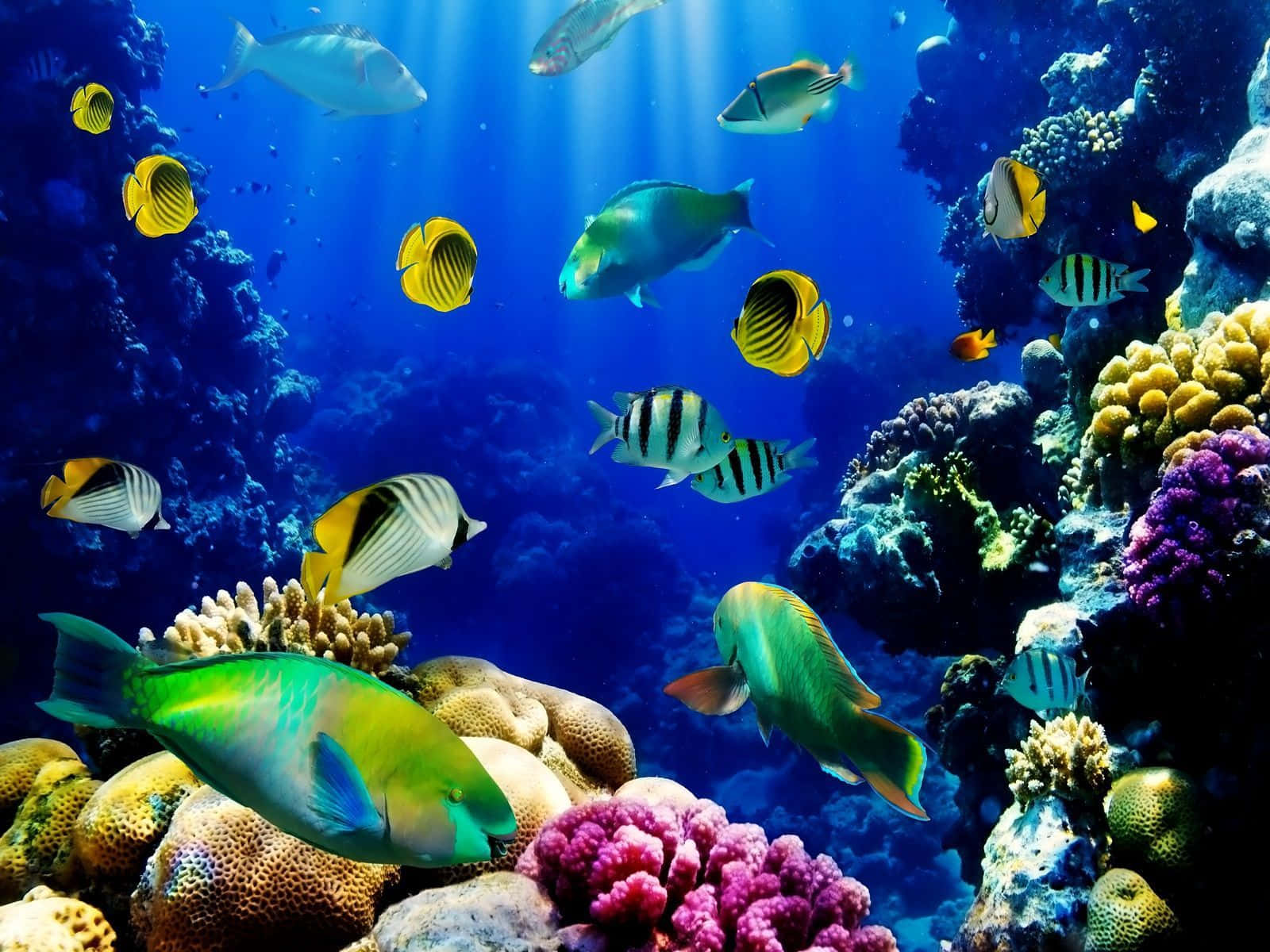 水下魚類魚缸背景 壁紙 — 色彩繽紛的熱帶魚在明亮藍色海水下的彩色珊瑚礁中游動。