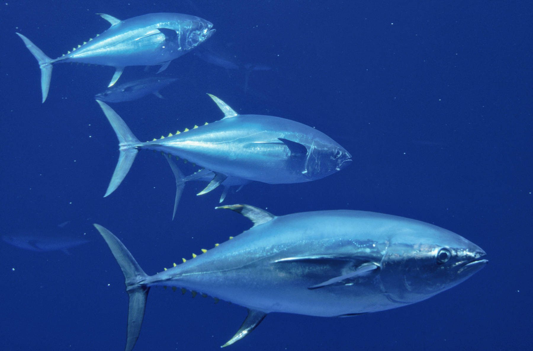 水下鯖魚群 壁紙 — 三條流線型的藍鰭吞拿魚在深海中滑行，黃色魚鰭和銀色鱗片捕捉光線。