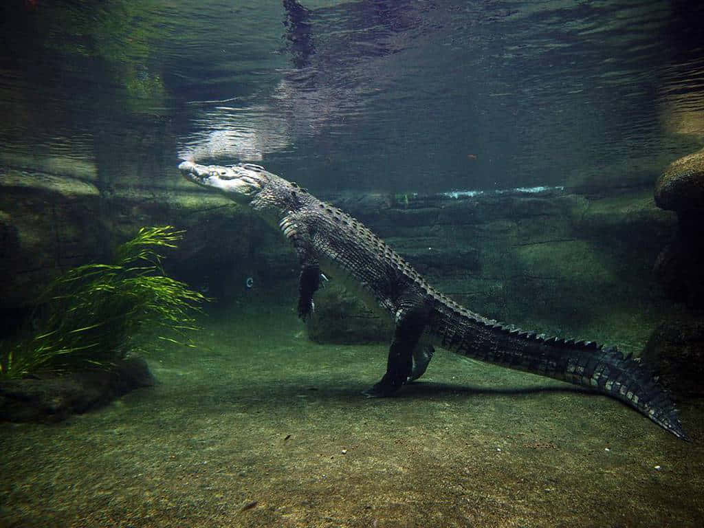 水下鱷魚圖 壁紙 — 一條短吻鱷在光線昏暗的水生棲息地中，頭部靠近水面，優雅地在水下滑行。