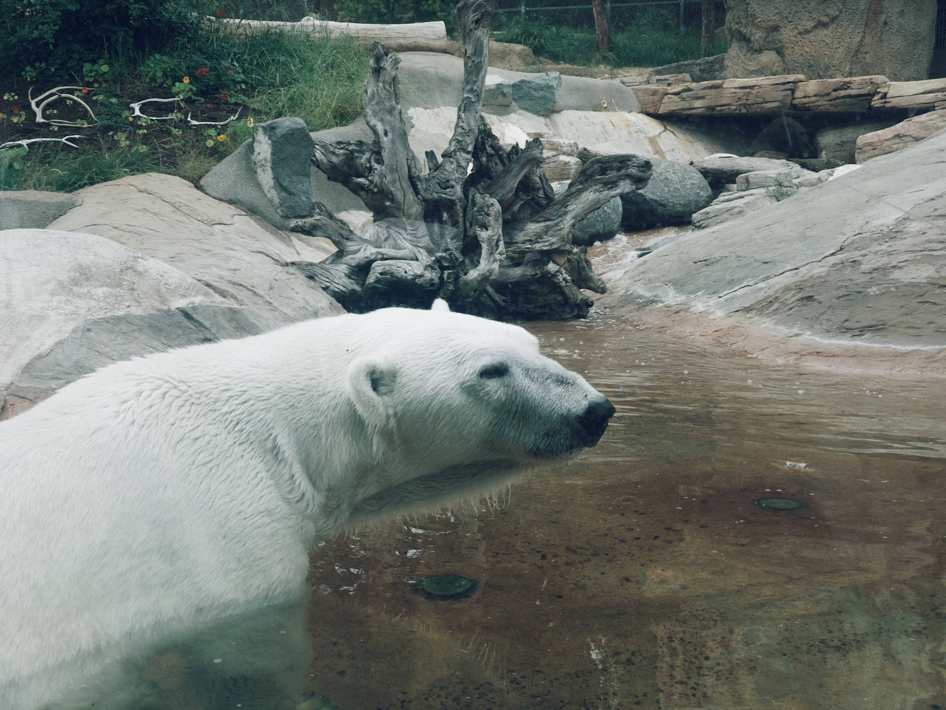 動物園圍欄內的北極熊，有水與岩石