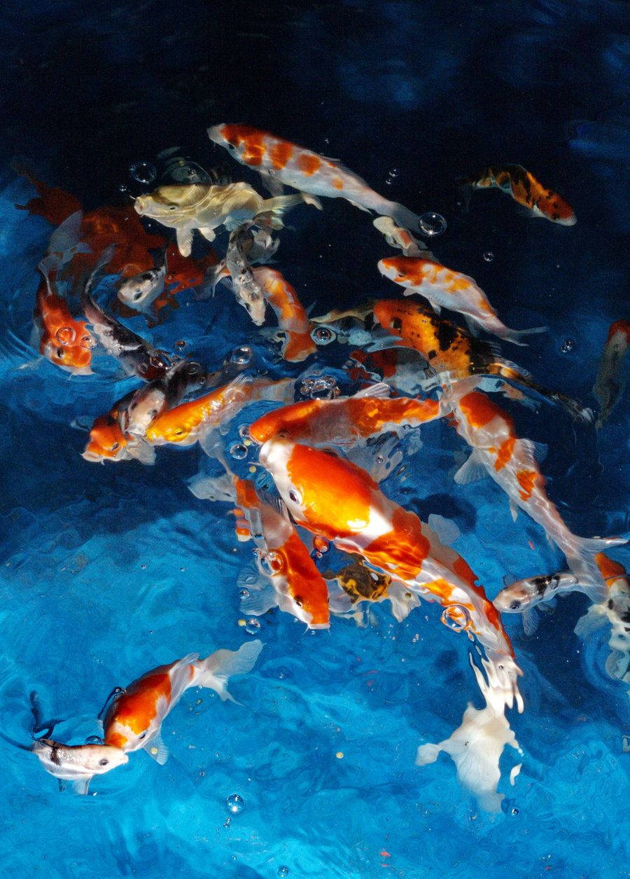 水彩小丑魚藝術 iPhone 壁紙 — 色彩鮮豔的錦鯉在清澈的藍色水中優雅地游動，產生輕柔的漣漪和氣泡。