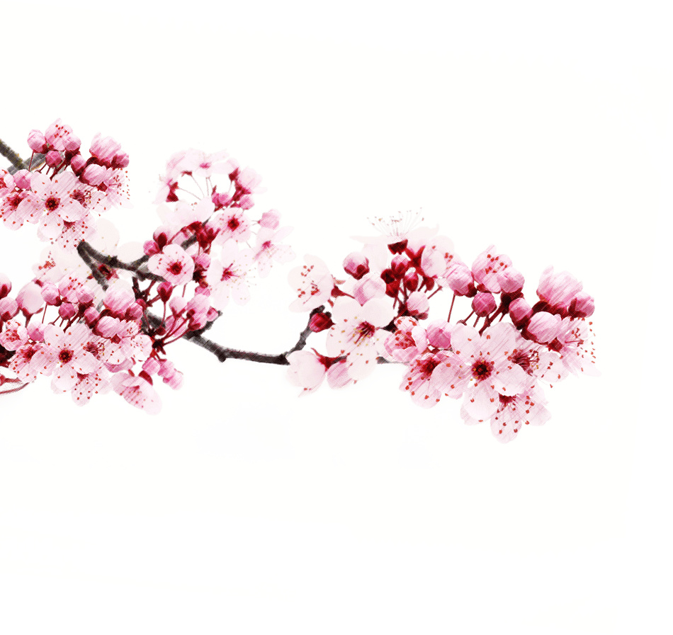 水彩櫻花畫作 壁紙 — 一枝帶有深色莖的粉紅櫻花在白色背景上綻放，並以帶紋理的綠色邊框框起。