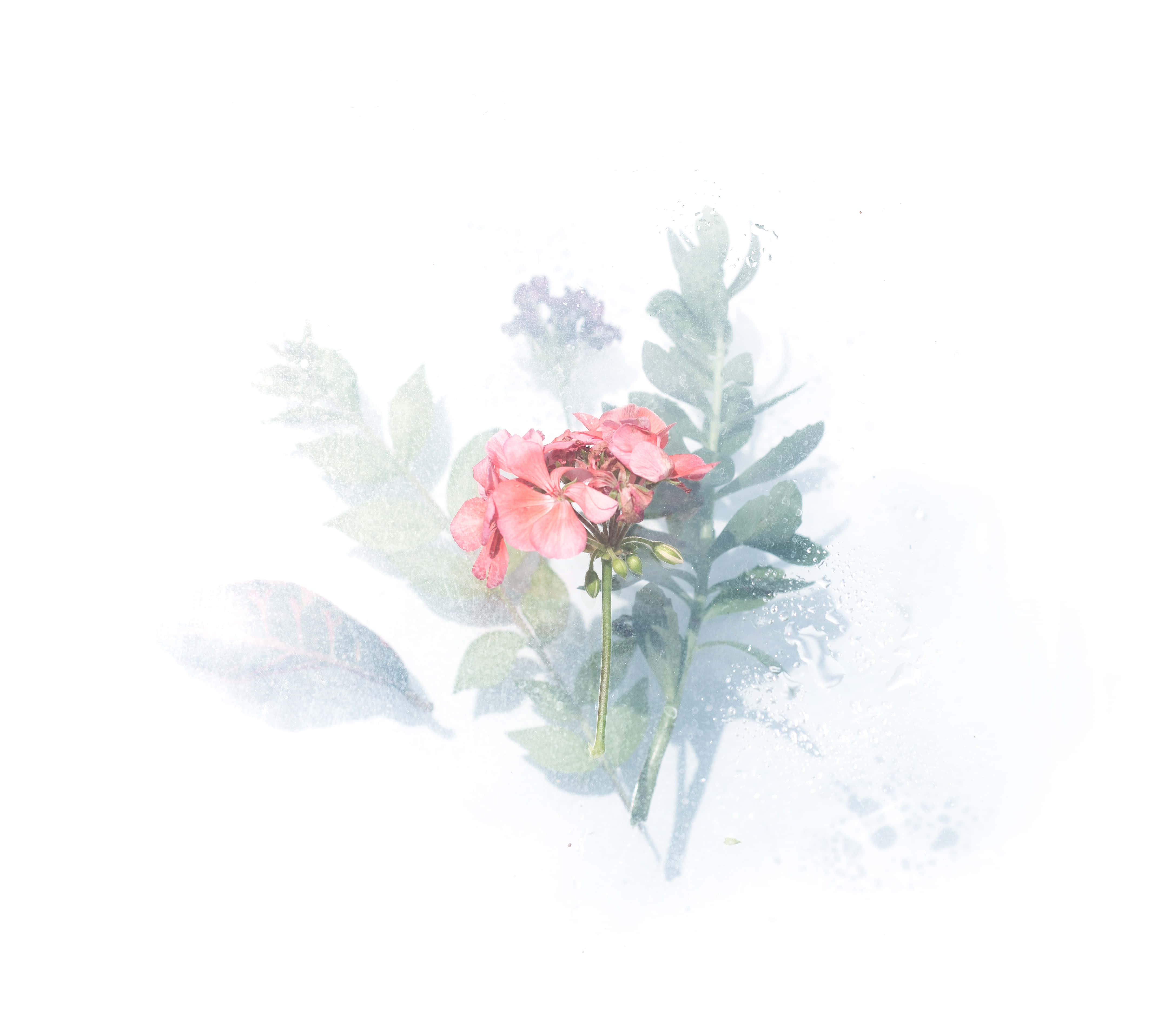 水彩花卉的美與脆弱 壁紙 — 一朵精緻的粉紅色花朵，帶有綠色葉子，柔和地融入帶有微妙陰影葉片的迷濛白色背景中。