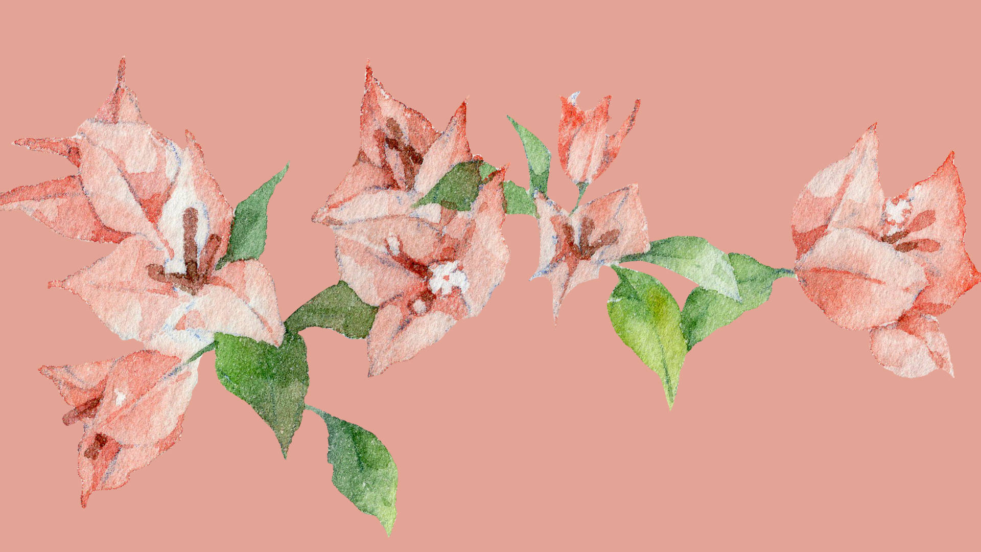 水彩雞蛋花 壁紙 — 一幅精緻的水彩畫，描繪了珊瑚粉色的三角梅花朵和綠色葉子，背景是柔和的桃色。